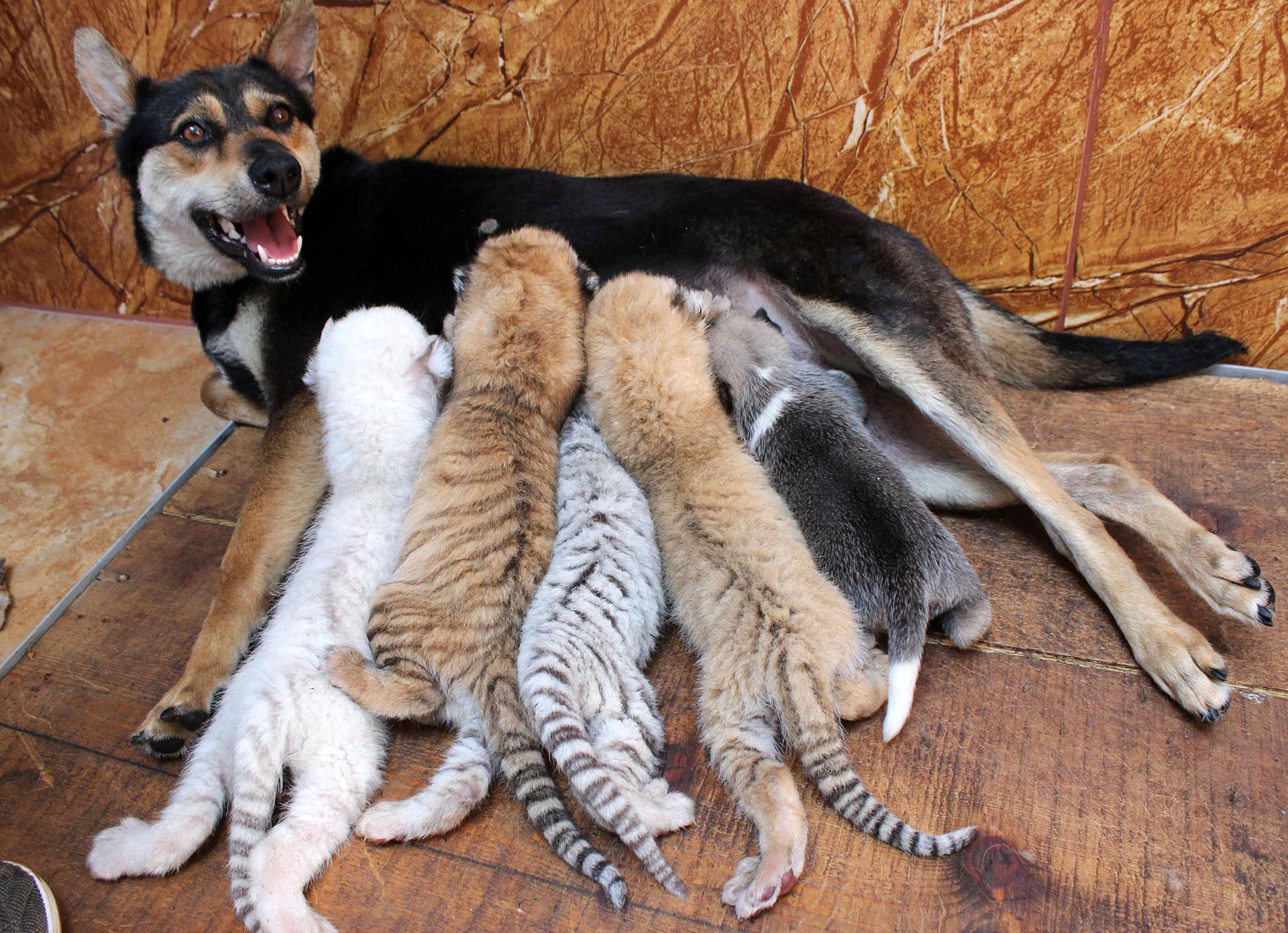 Un perro alimenta a cuatro cachorros de tigre recién nacidos en la zona de protección de animales salvajes de Xixiakou en Rongcheng, provincia de Shandong, China