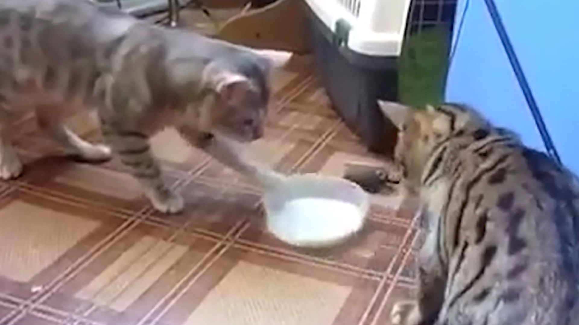 El gato es considerado un ser independiente, dicha características pueden variar cuando varios gatos son obligados a convivir en grupo