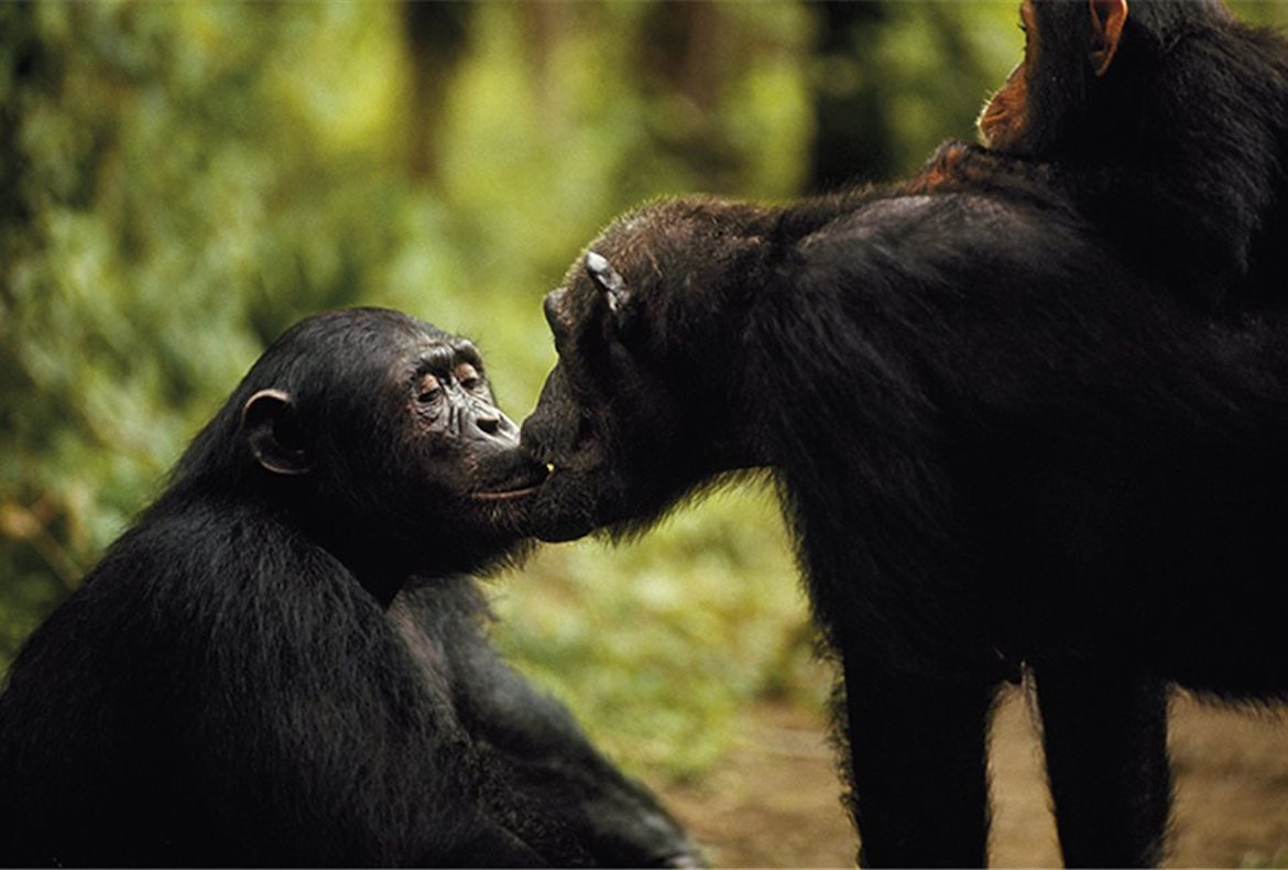 El chimpancé bonobo, el pariente genético más cercano al hombre