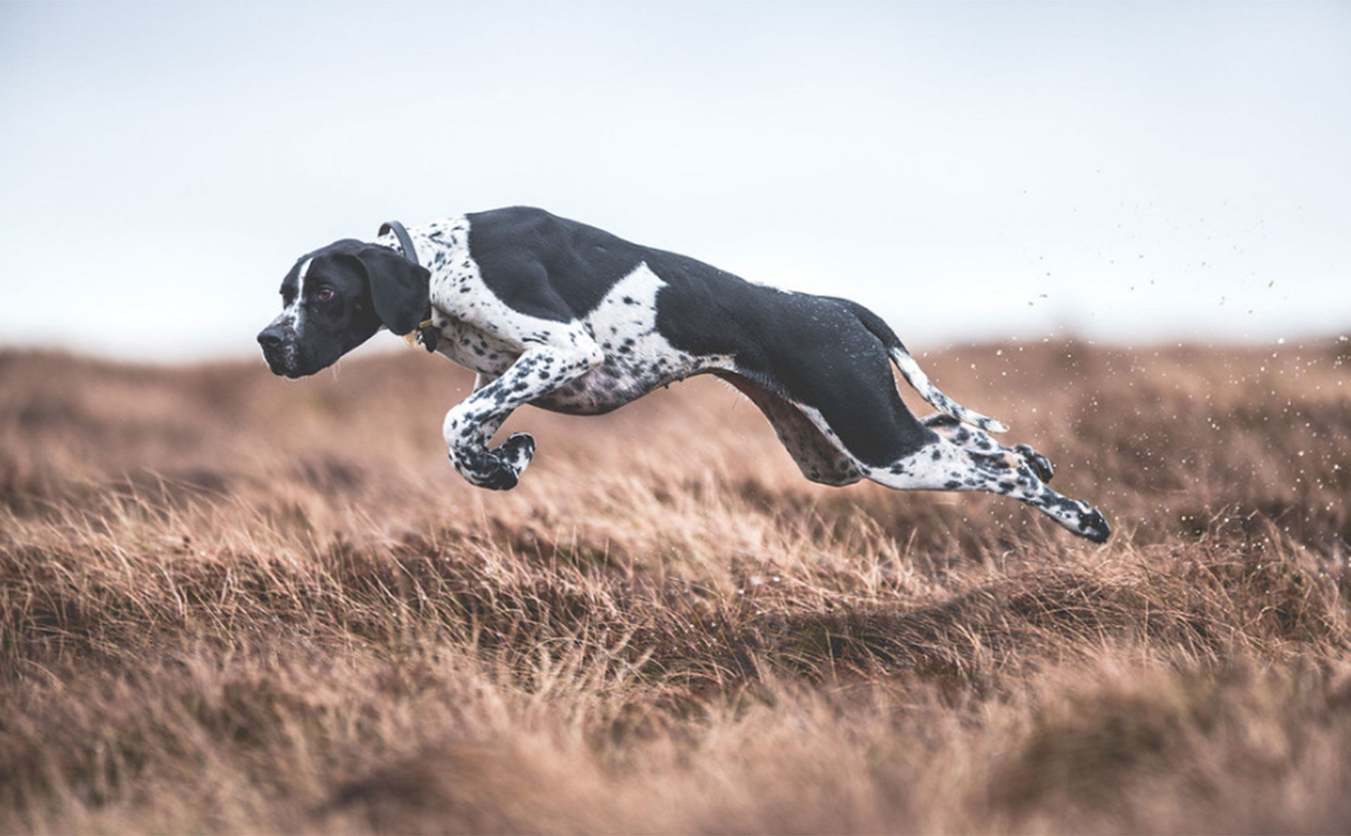 Categoría Perros trabajando. Rita, durante un entrenamiento en Durham (© Sarah Caldecott)