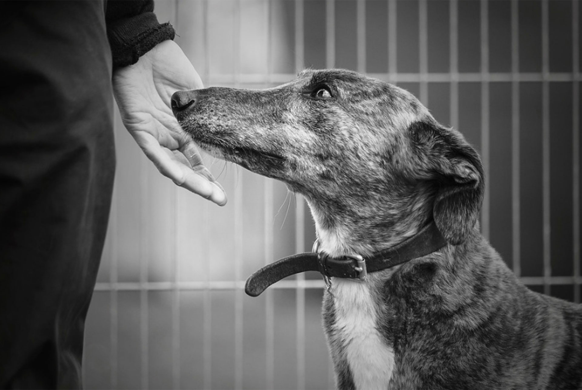 Categoría Perros rescatados. Chloe olfatea la mano de su cuidadora en un refugio animal (© Alexandra Robins)