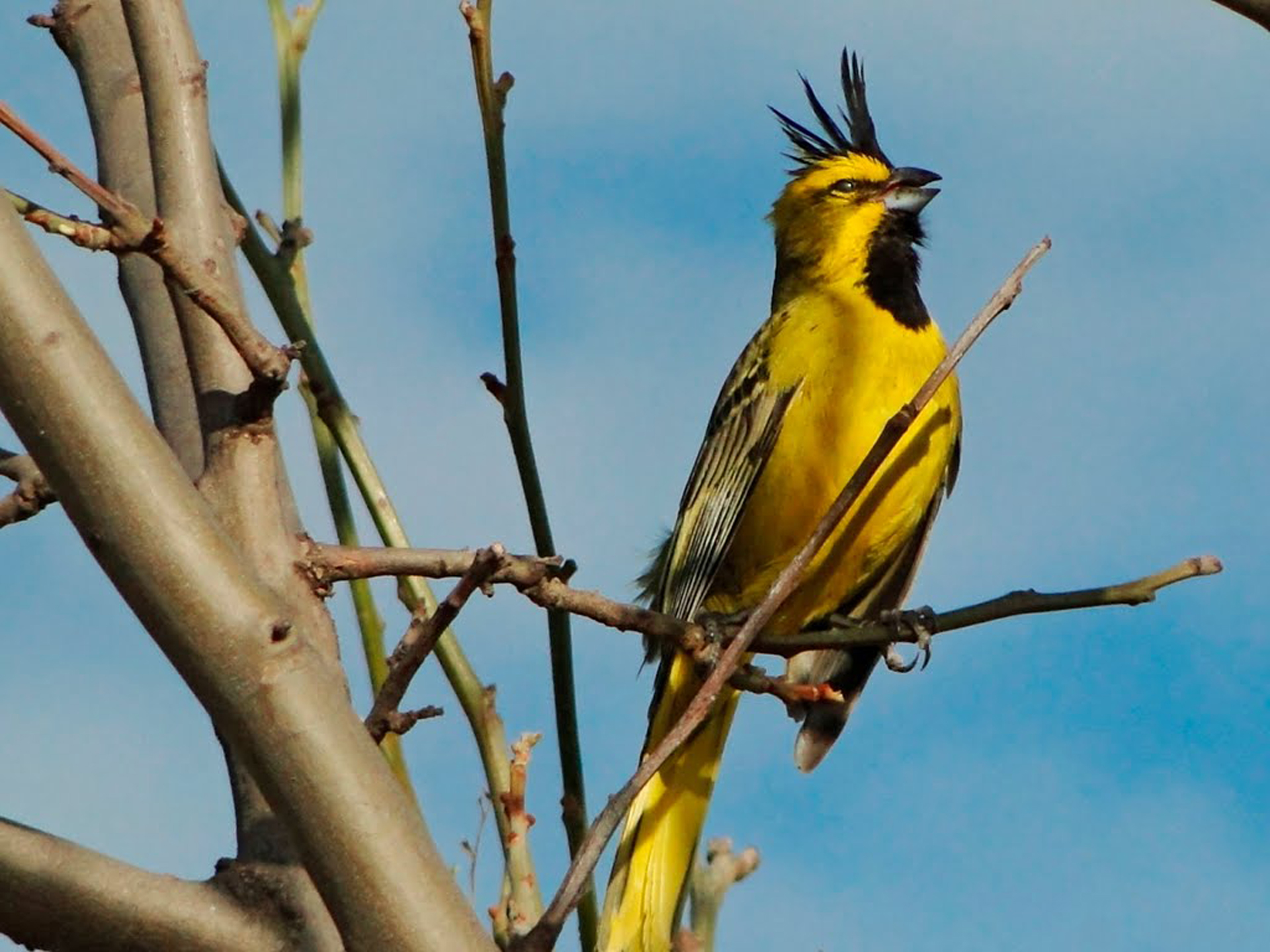 Se trata de una especie sumamente territorial y parte de sus cifras de extinción radican en la destrucción de su hábitat