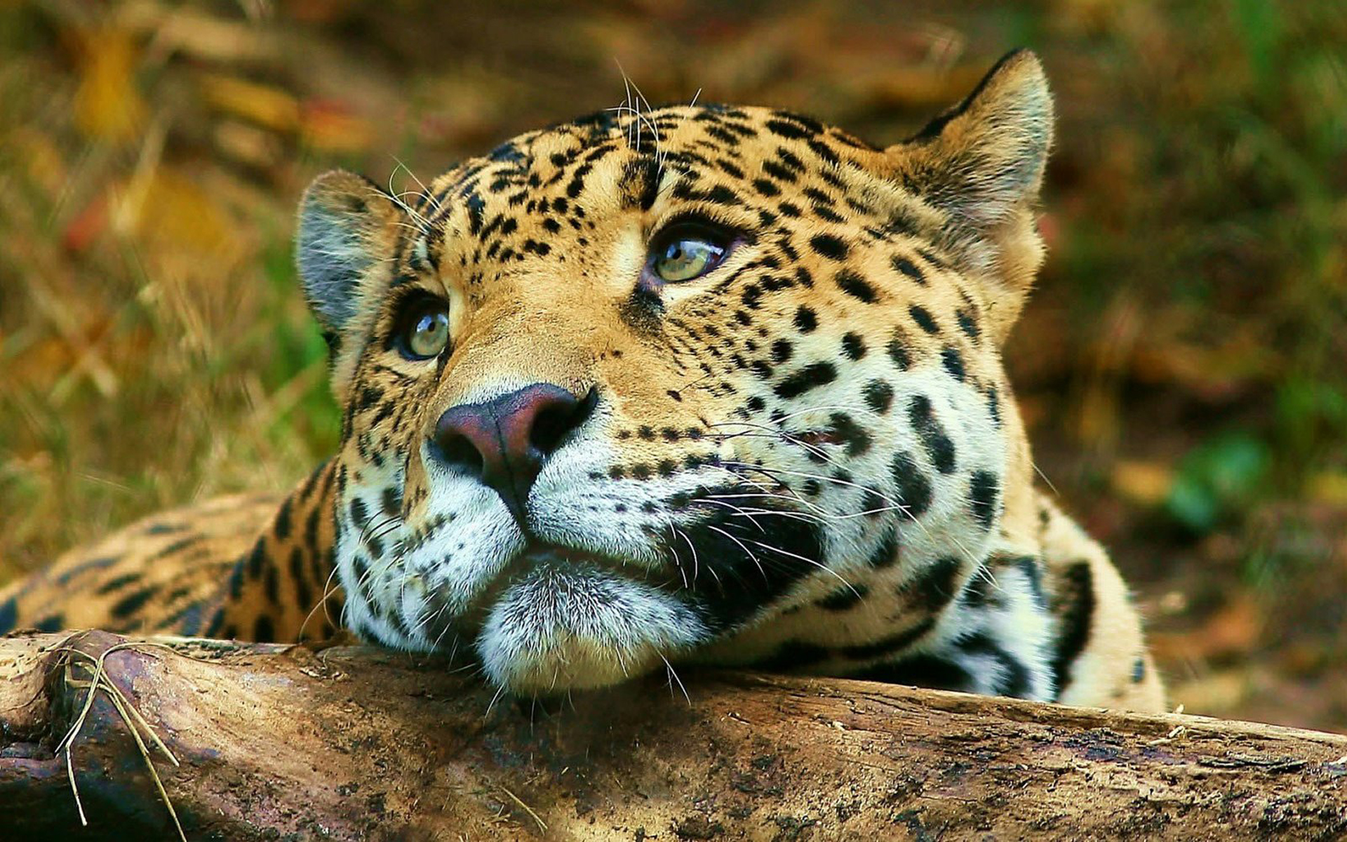 Diez animales icónicos de los parques nacionales argentinos