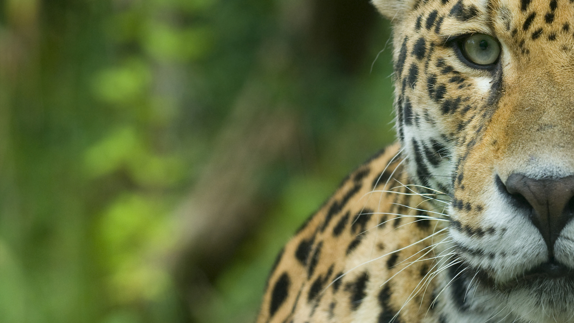 Un estudio ya confirmó que el calentamiento global afecta a más de 700 especies