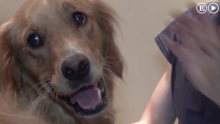 Fotografía de uno de los perros mientras escucha las grabaciones de su amo para posterior análisis
