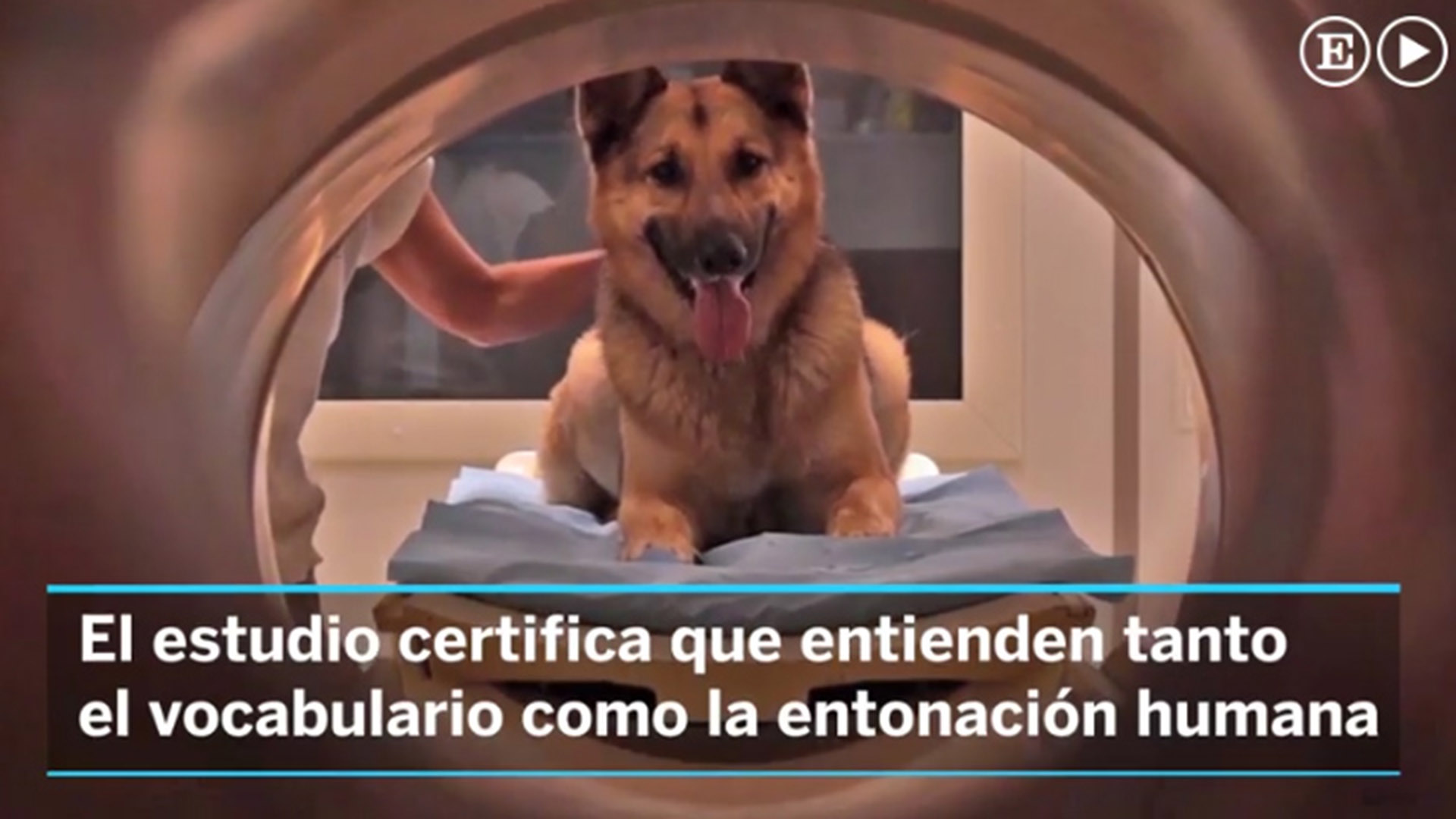 Fotografía de uno de los perros sometidos a escáner cerebral para el análisis del la teoría desarrollada por los expertos