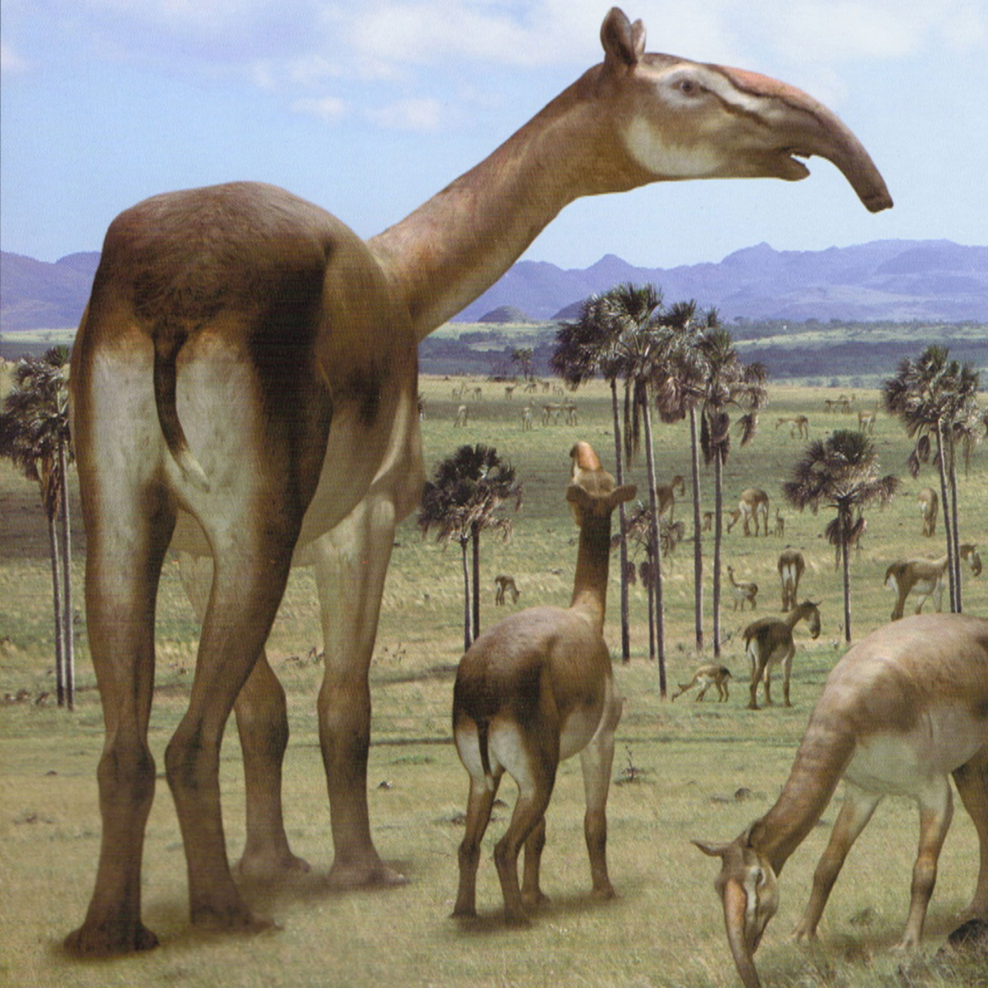 Hace 180 años Charles Darwin envió los restos de este animal al paleontólogo Richard Owen quien lo bautizó macrauchenia, que significa “llama gigante”