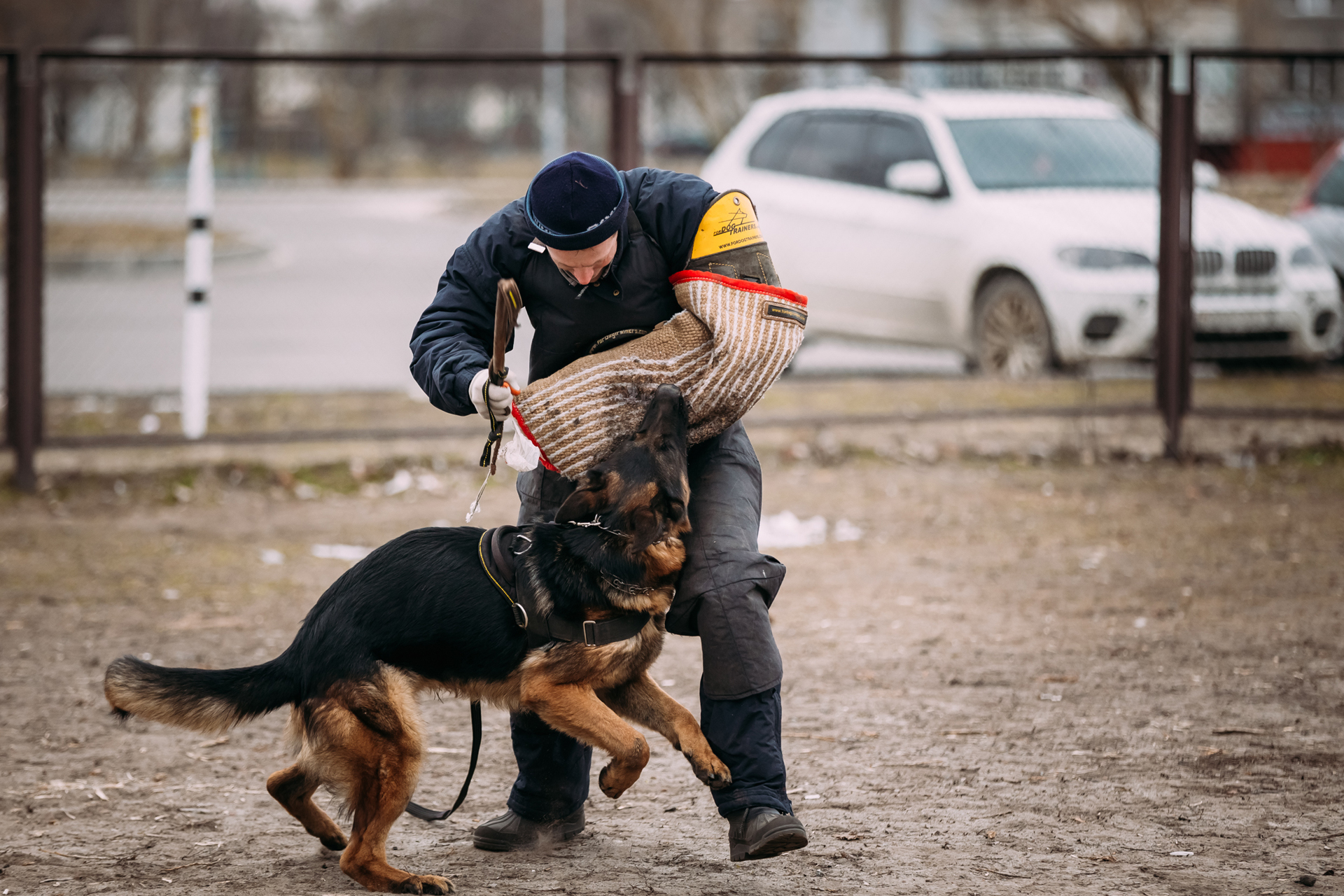Es fundamental no permitir que el perro al ser cachorro, exhiba ninguna conducta agresiva para con otros animales o personas (iStock)