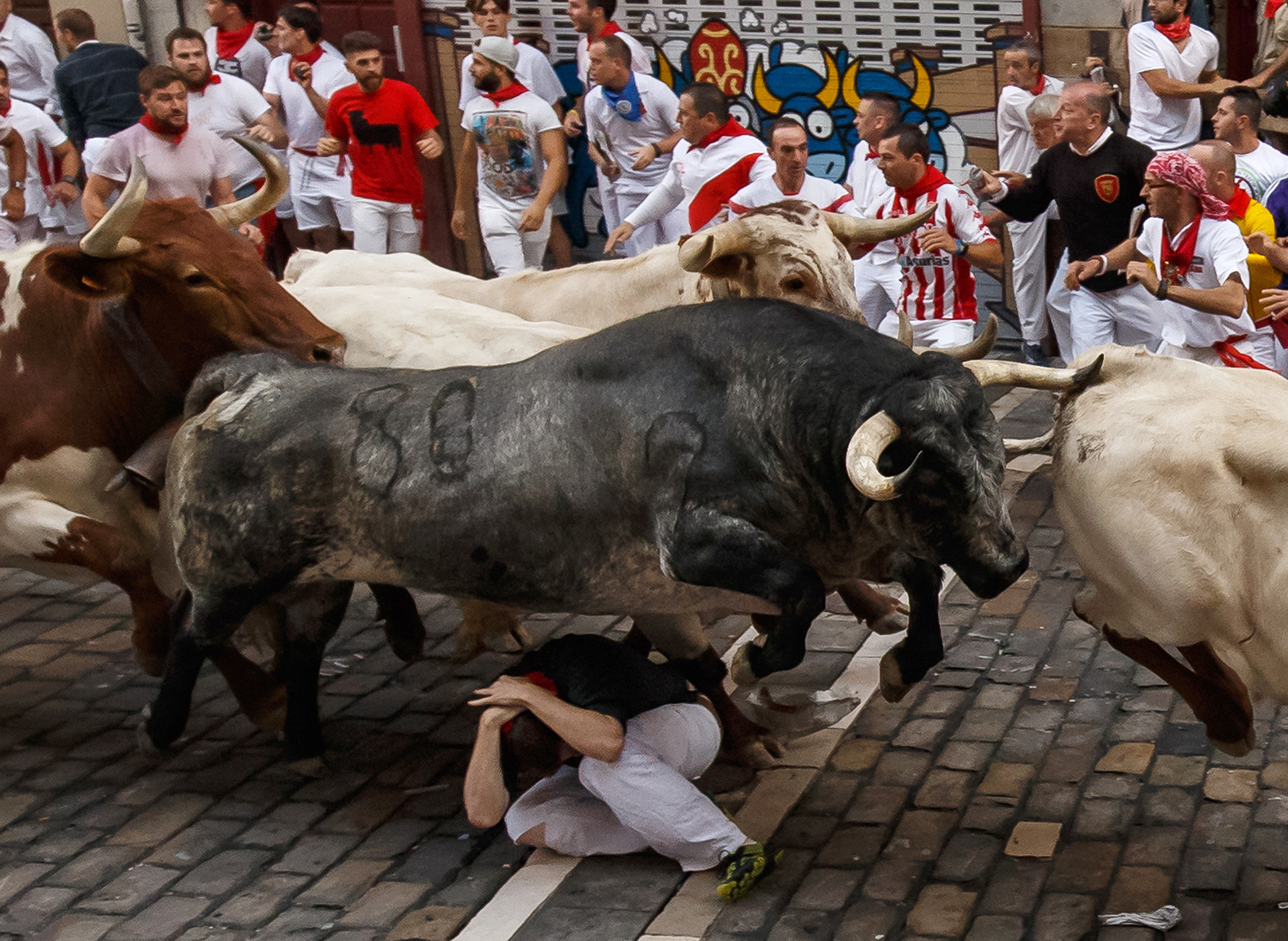 Cebada Gago's fighting bulls jump over a runner on the first day of the San Fermin bull run festival in Pamplona, northern Spain on July 7, 2017 Each day at 8:00 am hundreds of people race with six bulls, charging along a winding, 848.6-metre (more than half a mile) course through narrow streets to the city's bull ring, where the animals are killed in a bullfight or corrida, during this festival, immortalised in Ernest Hemingway's 1926 novel "The Sun Also Rises" and dating back to medieval times and also featuring religious processions, folk dancing, concerts and round-the-clock drinking. / AFP PHOTO / CESAR MANSO / 
