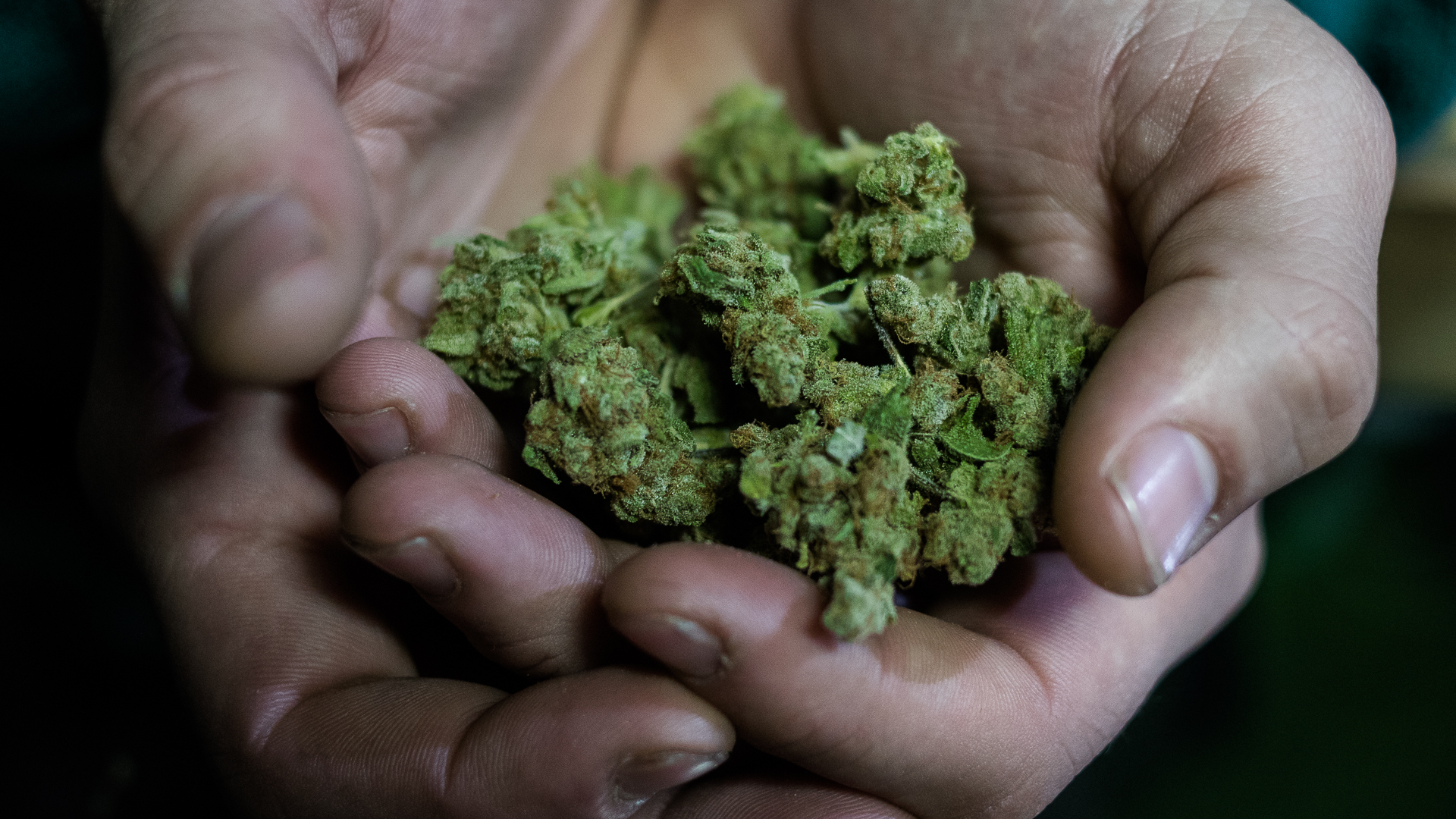 Flores de cannabis (Adrián Escandar)