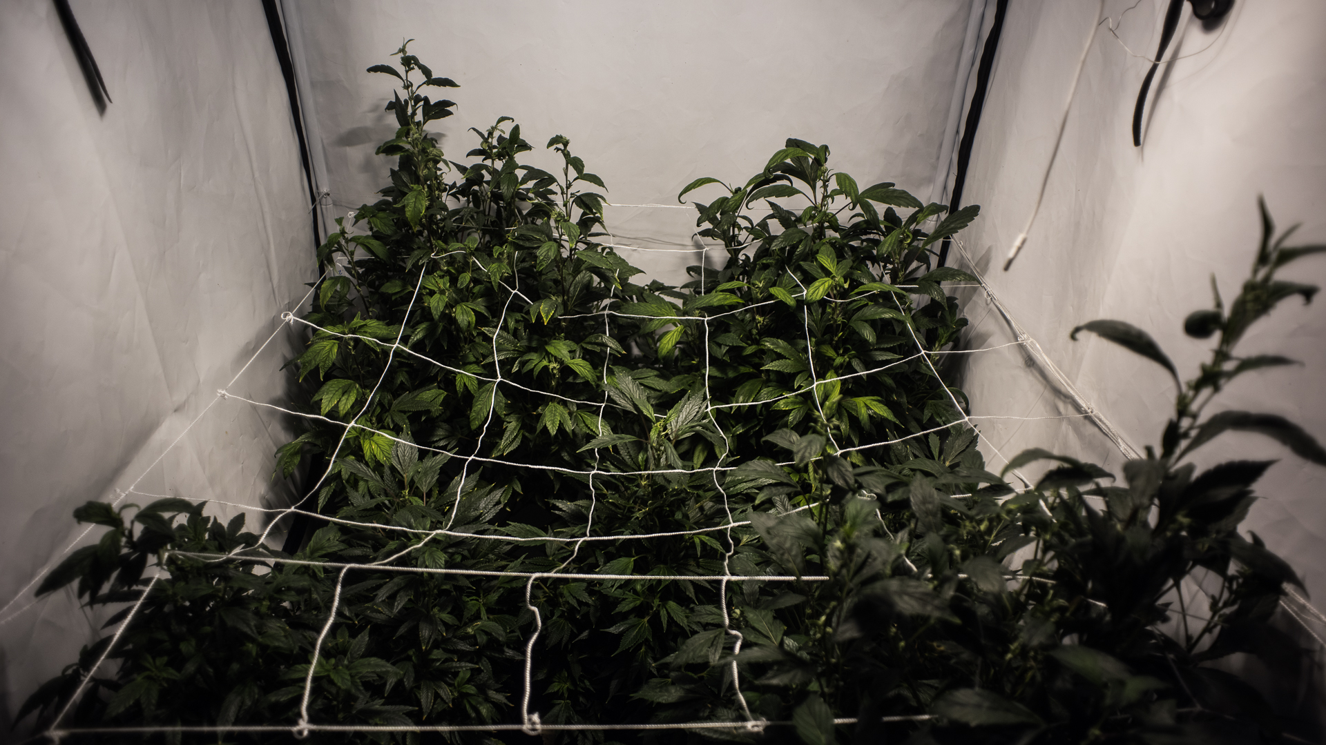 Técnica de cultivo conocida como “de interior” o “indoor” (Adrián Escandar)