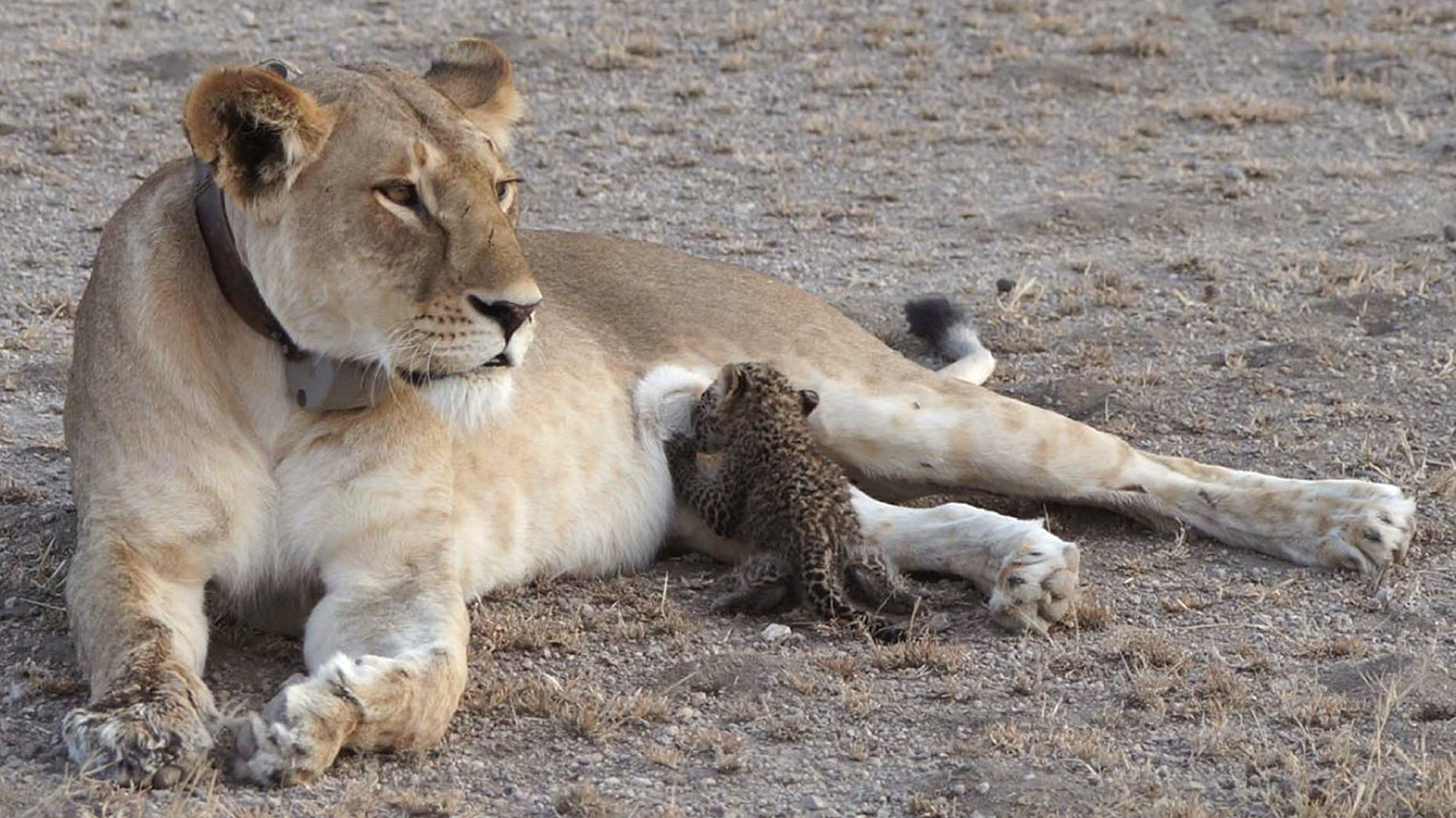 Una leona de cinco años amamanta a un cachorro de leopardo (AP)
