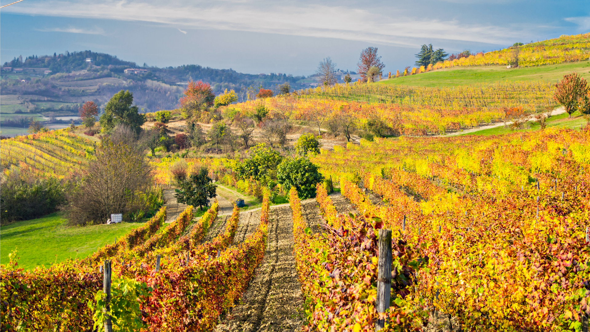 Viñedos del Piamonte Italiano, uno de los orígenes de la uva Bonarda. (iStock)