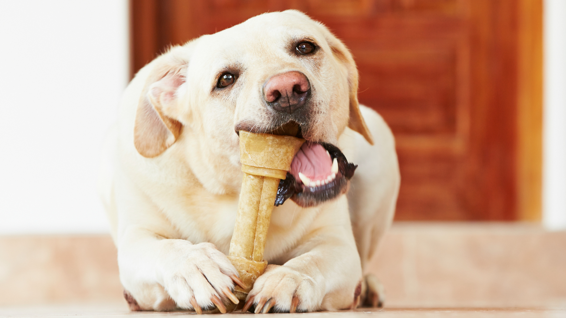 Un porcentaje importante de perros tiene problemas con el astillamiento de los huesos (iStock)