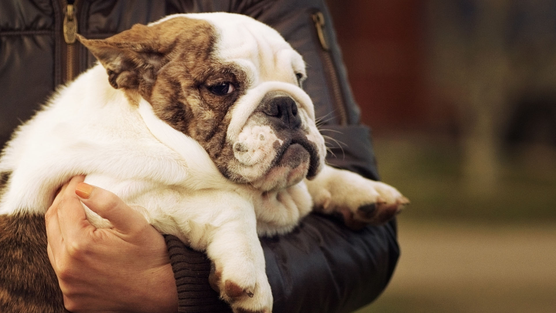 Comer me manera inadecuada puede llevar a los animales a contraer pancreatitis