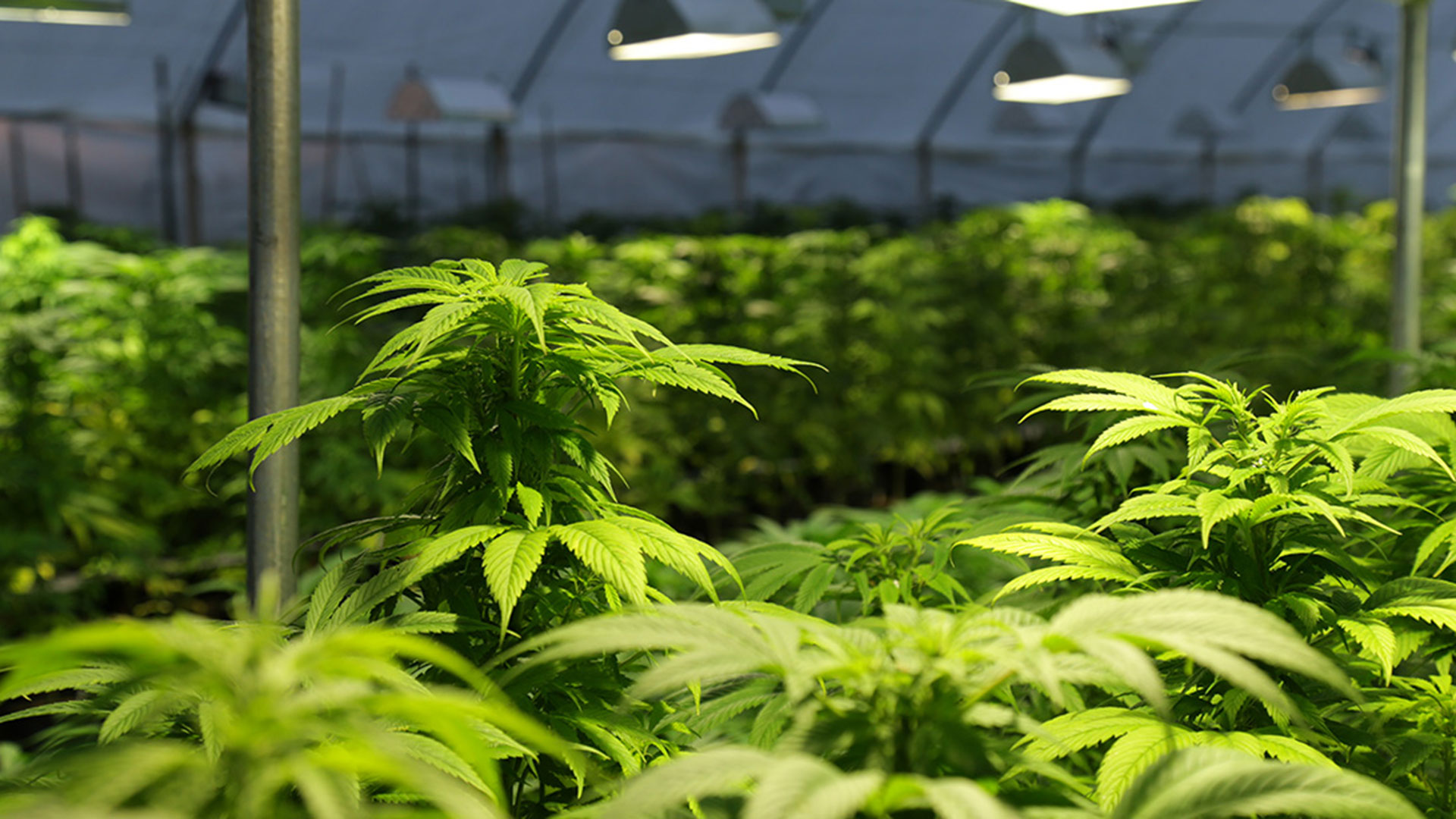 C mo El Ej rcito Italiano Tiene Control Total Sobre La Marihuana
