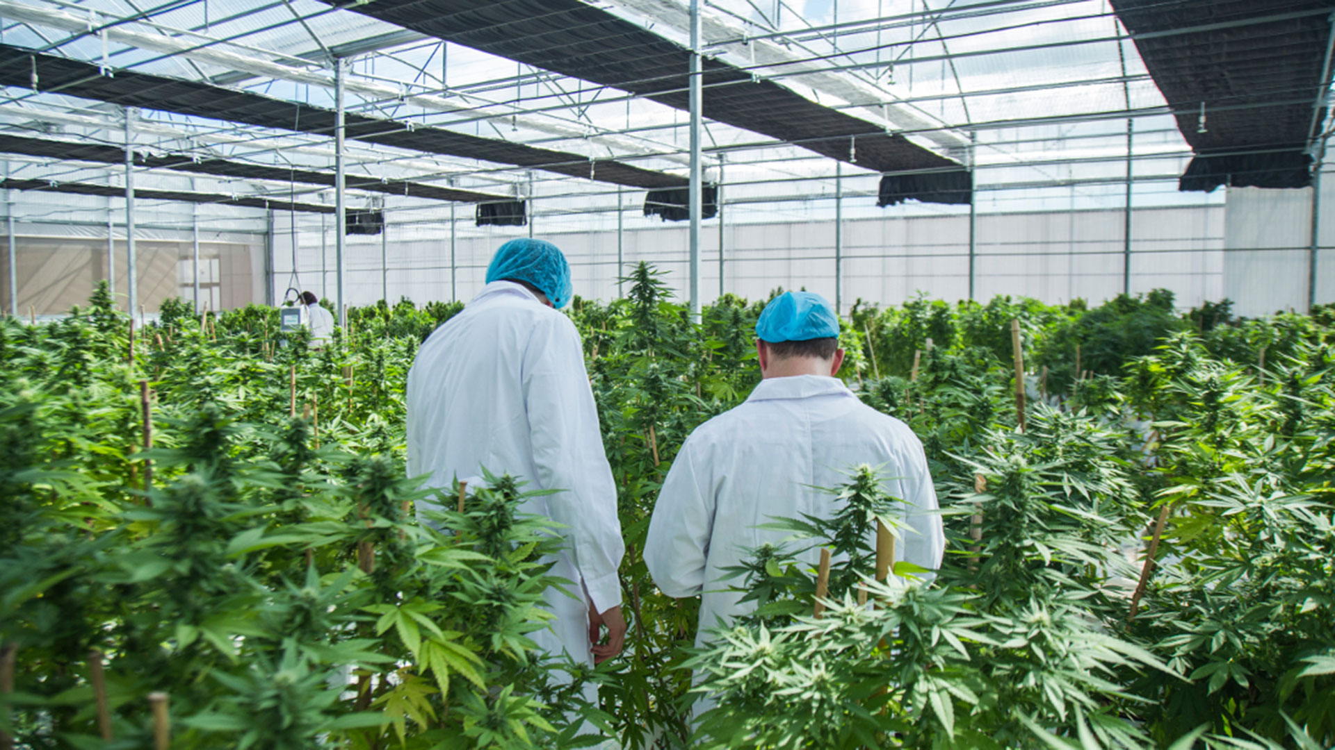 Invernáculo de cannabis de la empresa International Cannabis Corp., en Uruguay