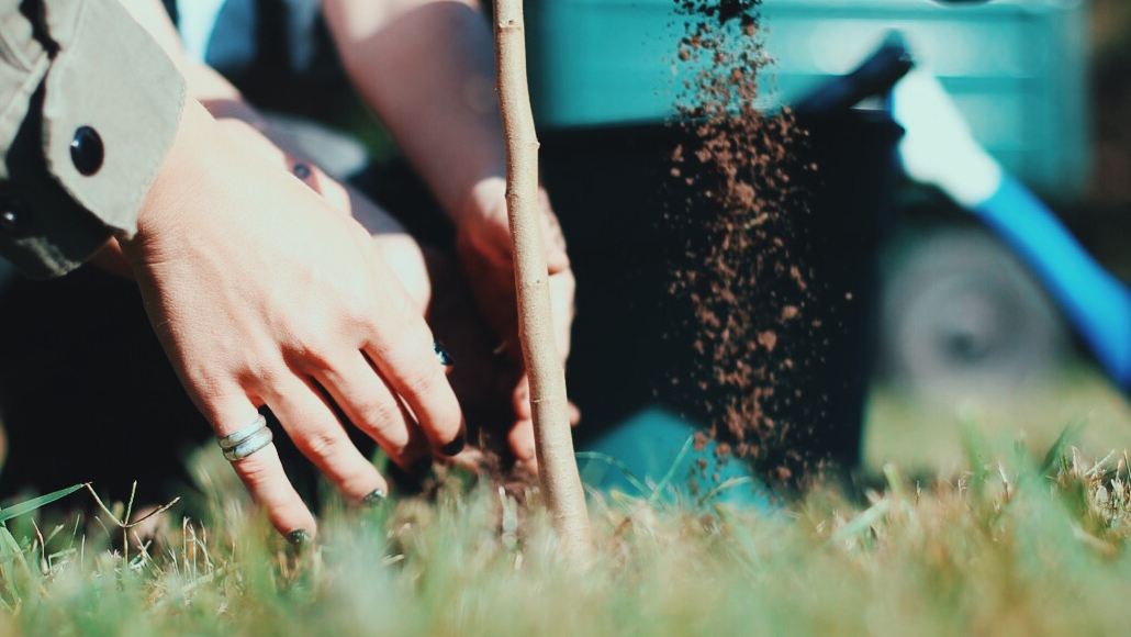 Seamos un Árbol ha trabajado en la plantación de árboles Buenos Aires con miras a la plantación en todo el país