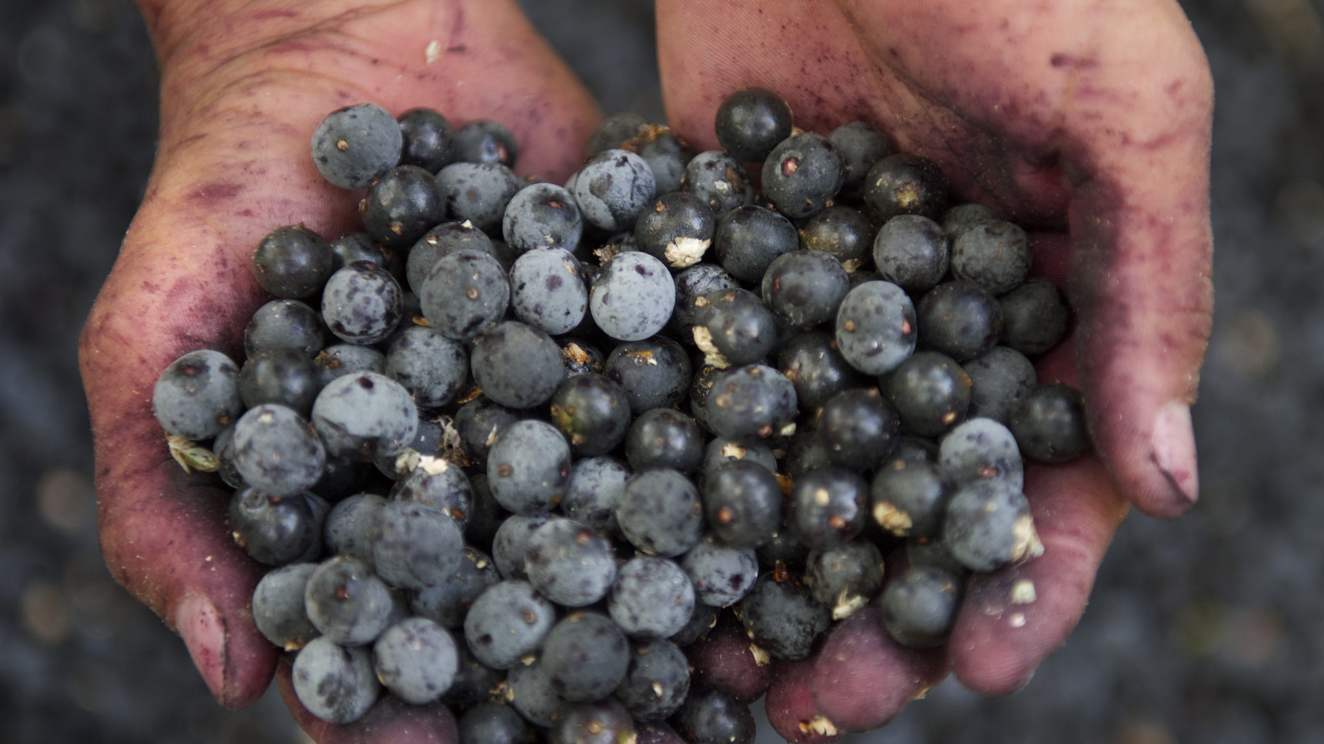 El açaí es uno de los tesoros de la Selva Amazónica (iStock)