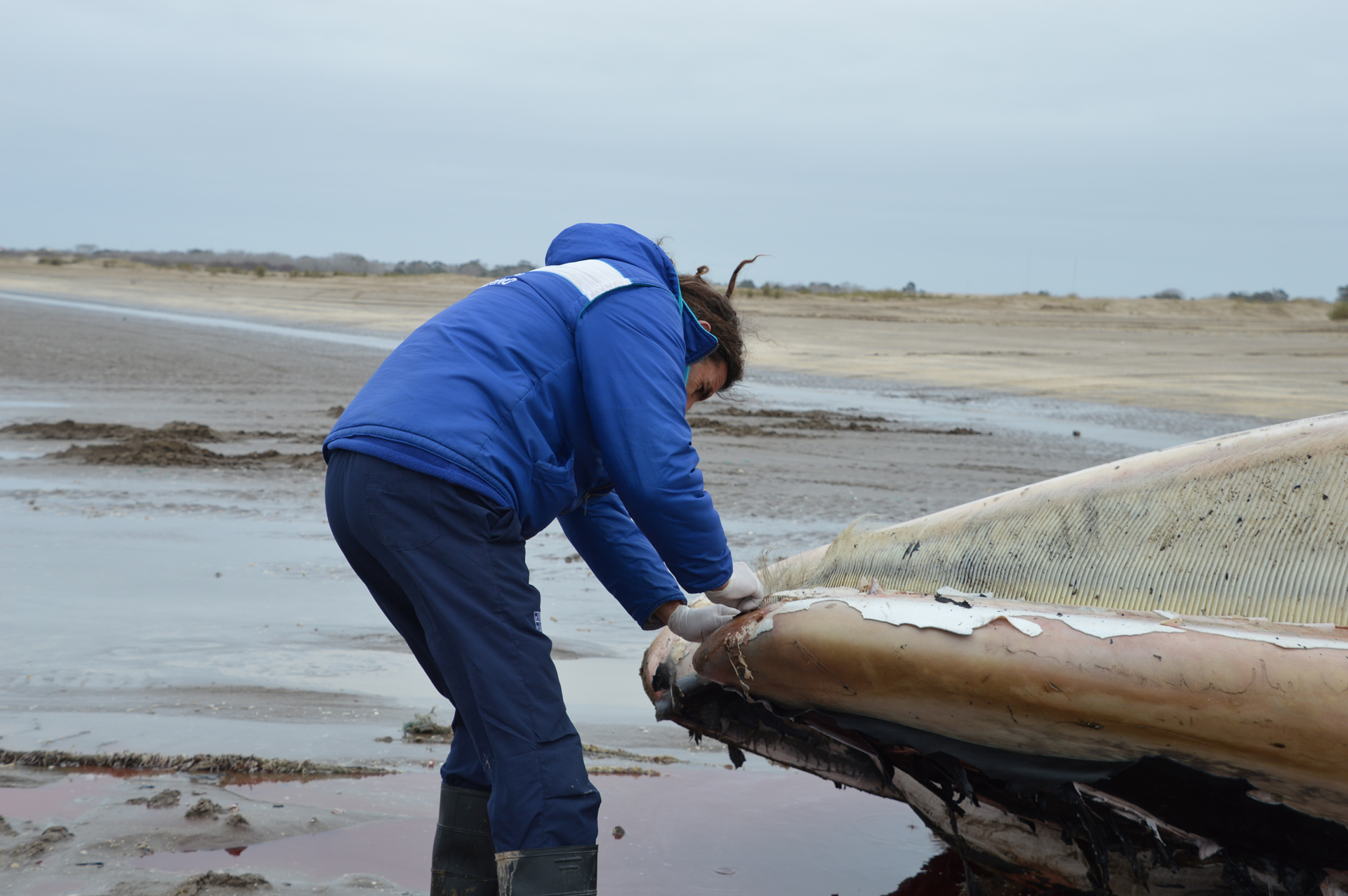 El ejemplar sería de la especie ballena fin