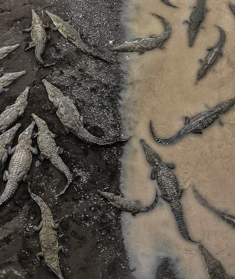 Naturaleza – Tercer lugar. Cocodrilos se reúnen en la costa del río Tarcoles en Costa Rica. Por Tarun Sinha