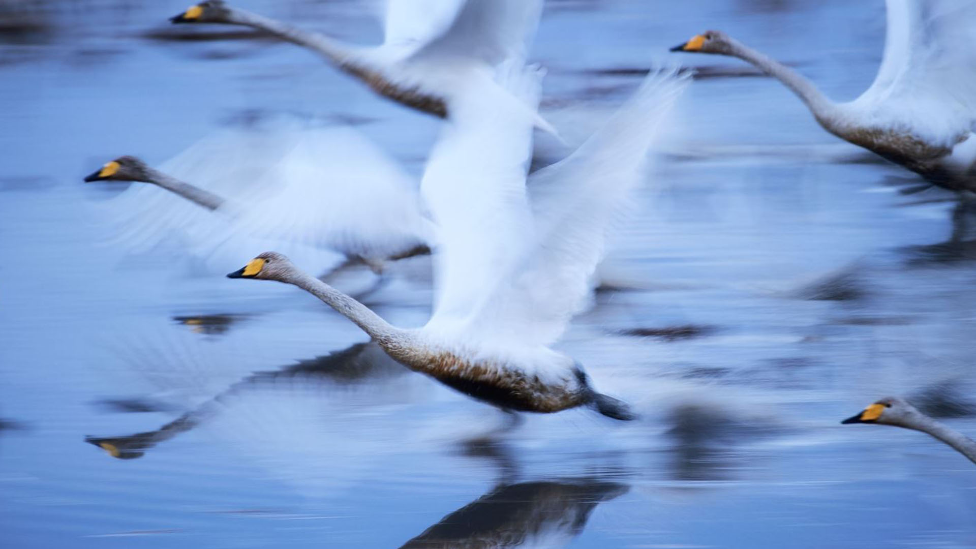 Naturaleza – Segundo lugar. Cisnes se trasladan sobre el agua en una zona protegida de Osaki, Japón. Por Hiromi Kano