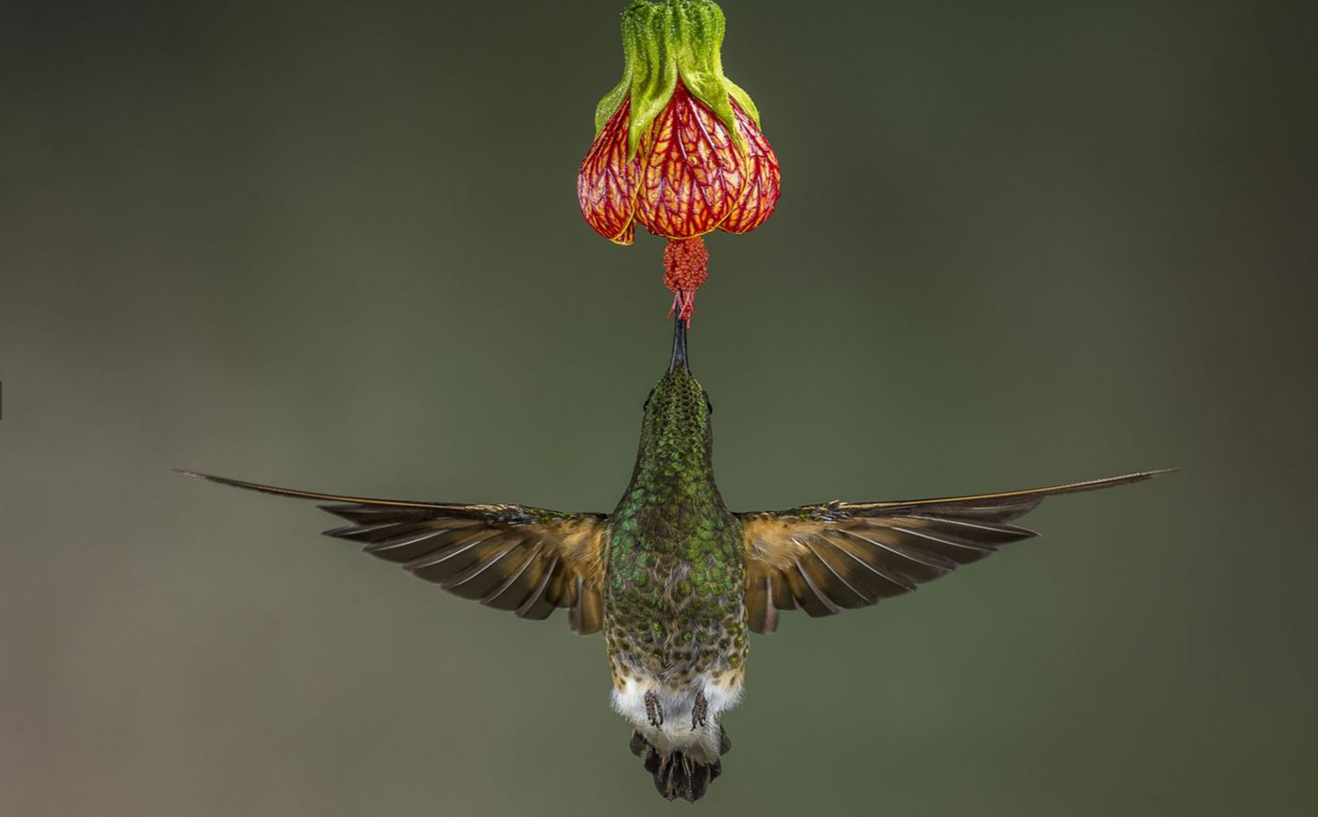 Naturaleza – Voto popular. Un colibrí colihabano se alimenta del néctar de una flor en un bosque ecuatoriano. Por Hymakar Valluri