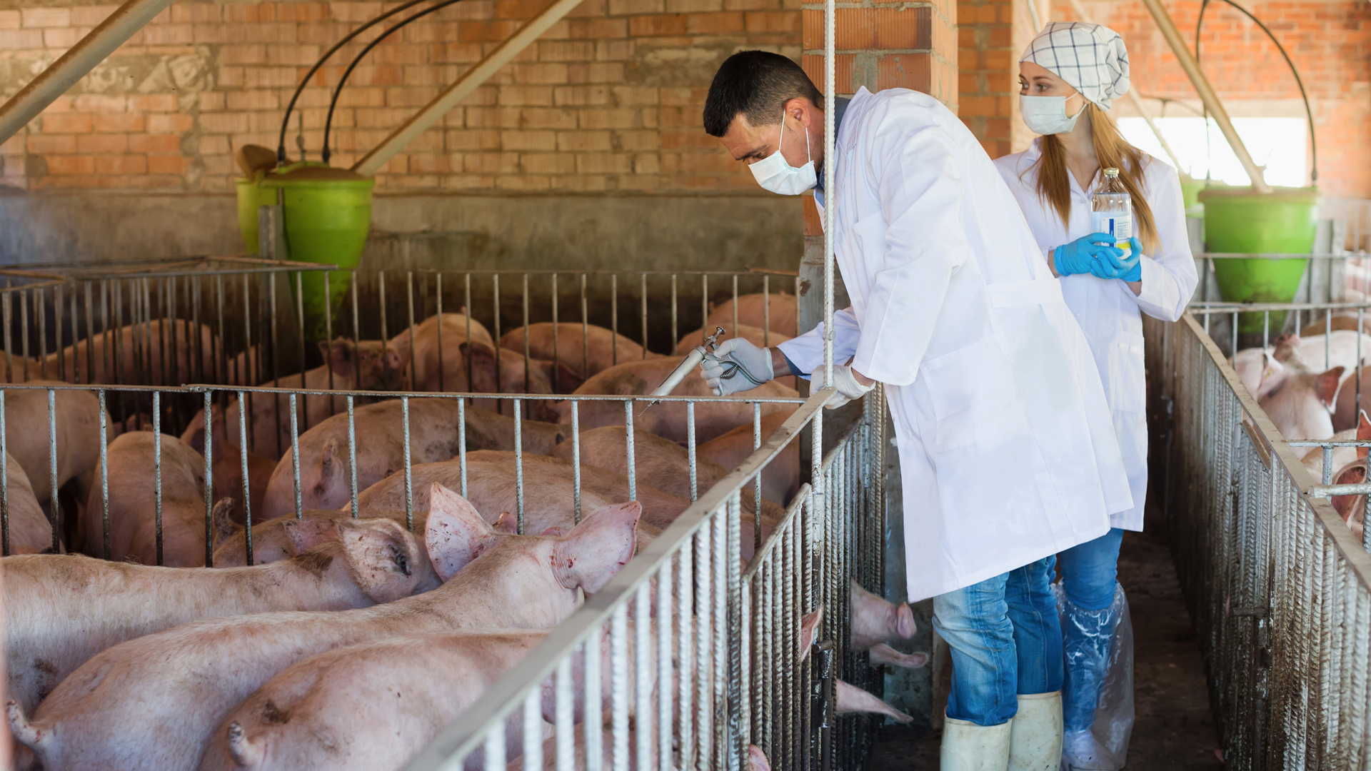 La carne vacuna, de aves y porcina esta casi siempre inyectada de antibióticos (iStock)
