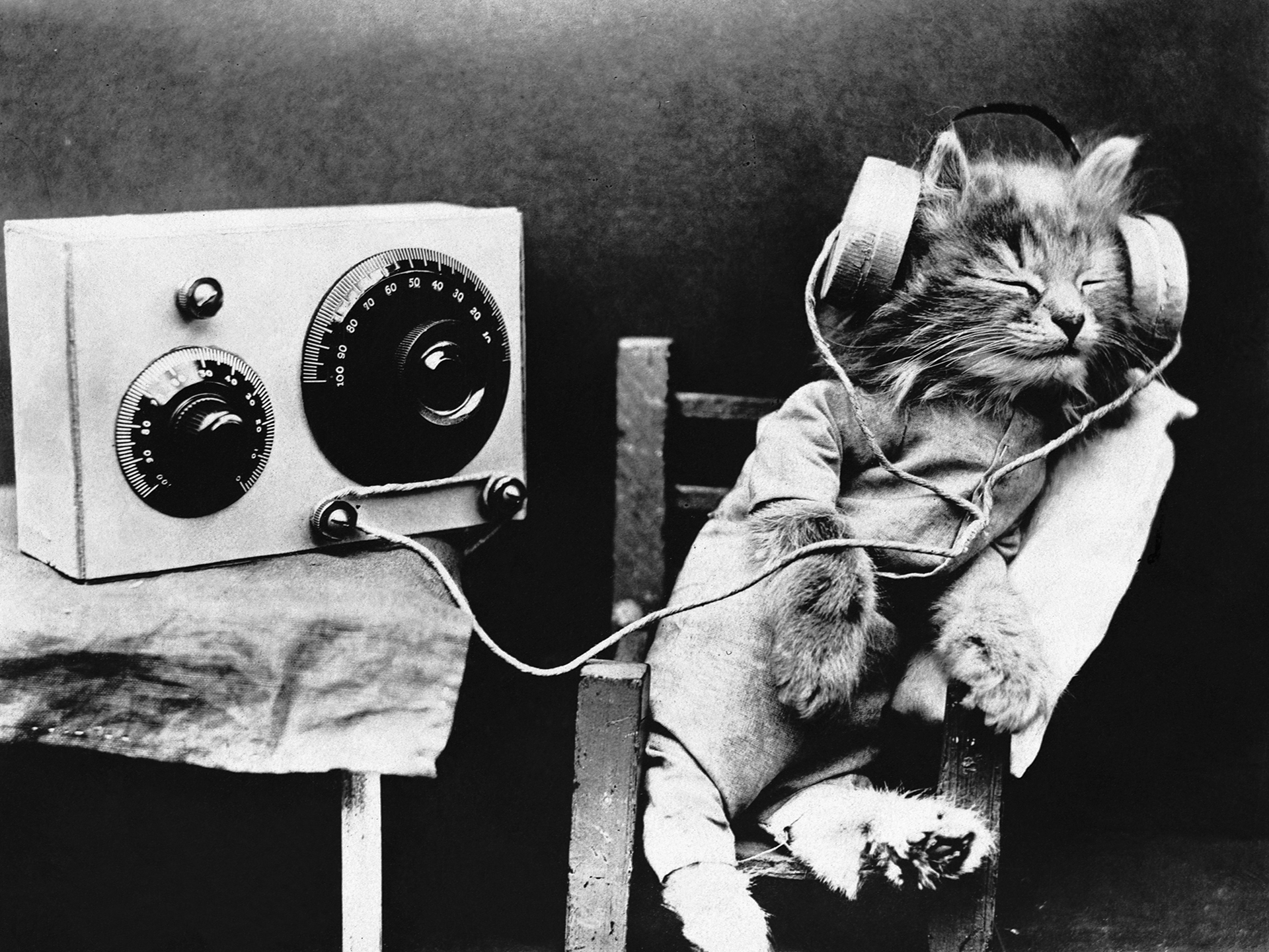 Investigadores han desarrollado música exclusivamente diseñada para la capacidad auditiva felina