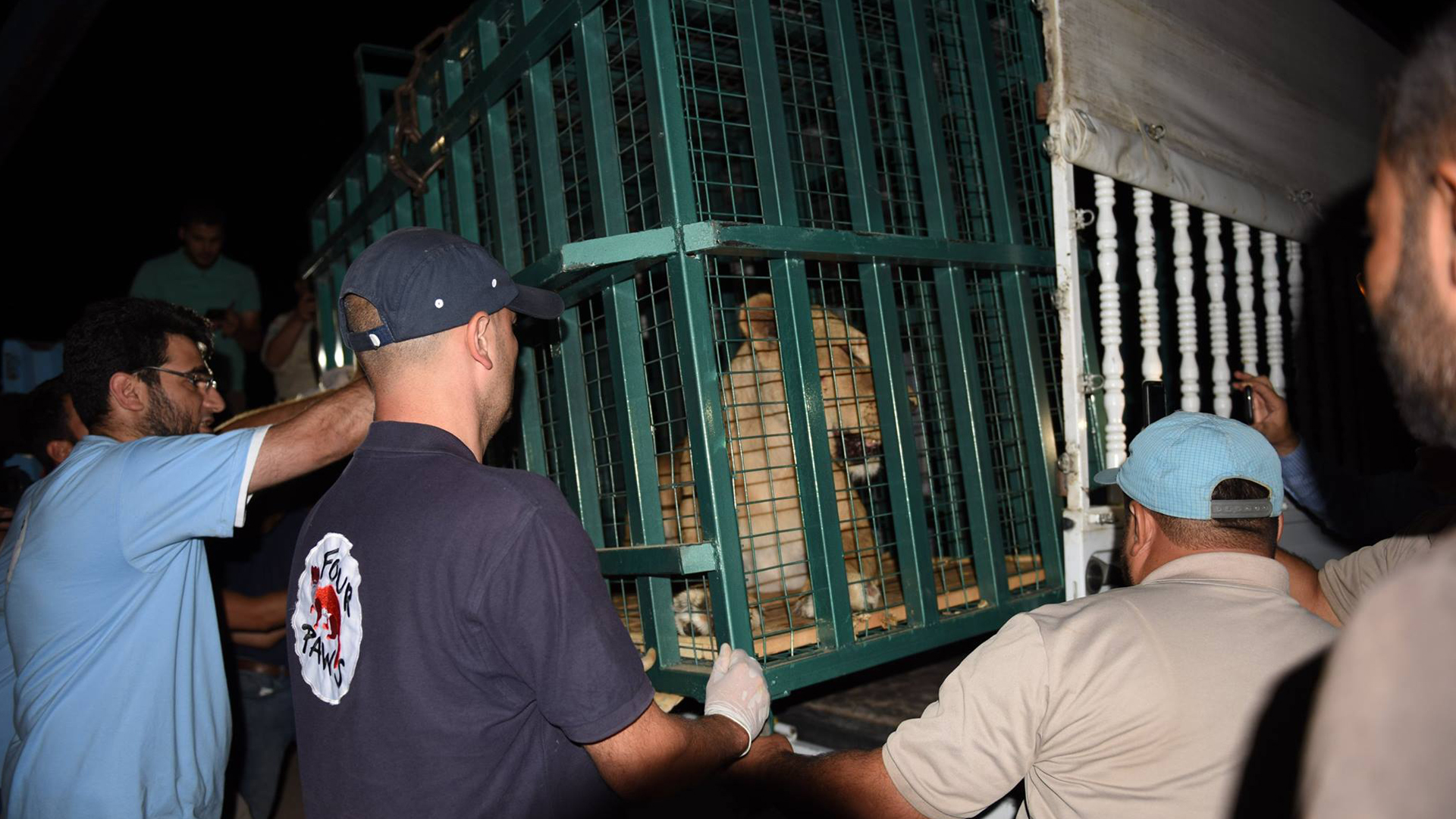 Los afortunados ejemplares se encuentran ahora en el centro de protección de Karacabey, en Turquía, a la espera de ser transferidos próximamente a Jordania (Four Paws)