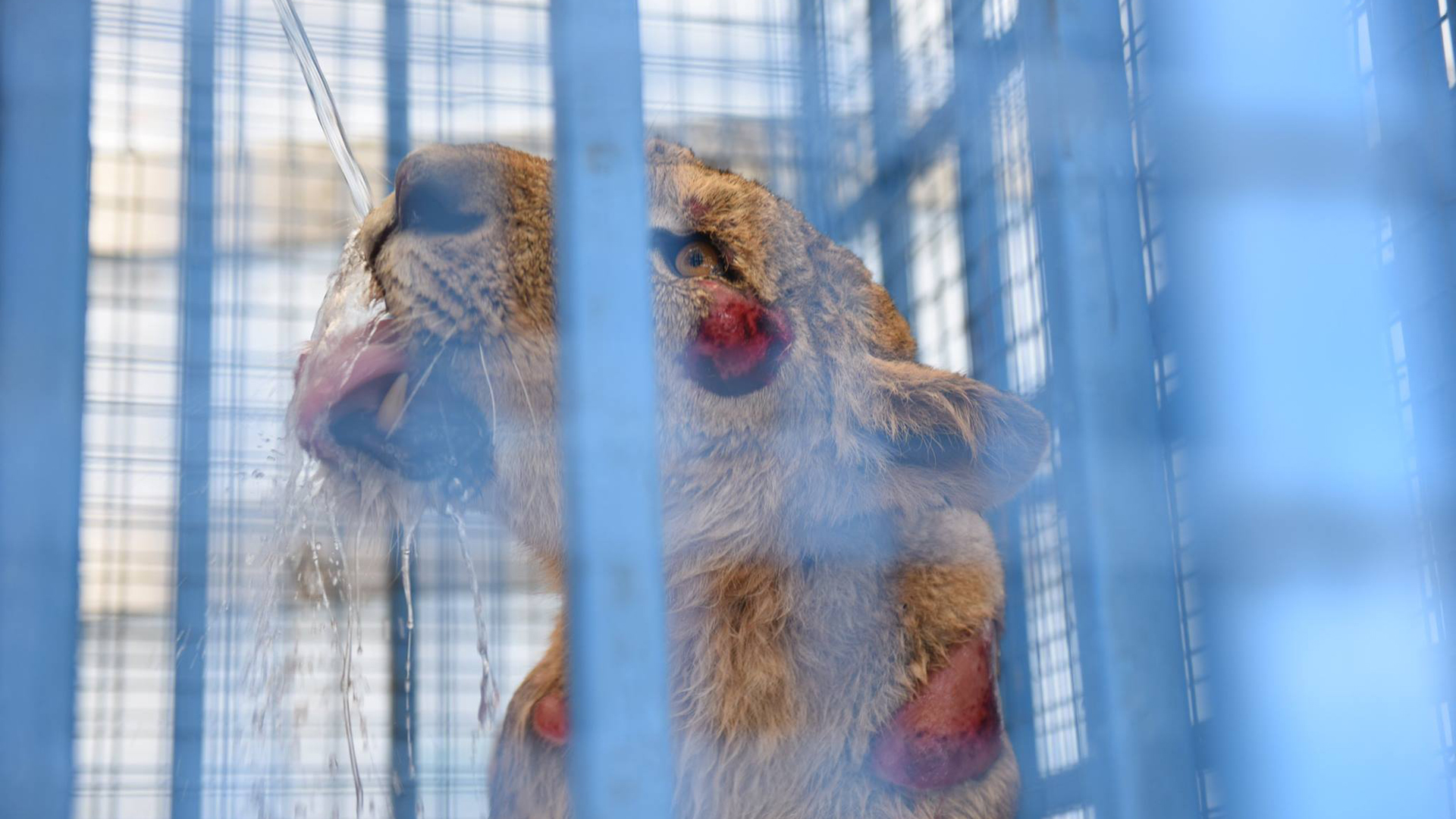Un equipo de rescatistas pidió previamente autorización al dueño del predio para evitar que los reclamen como robados (Four paws)