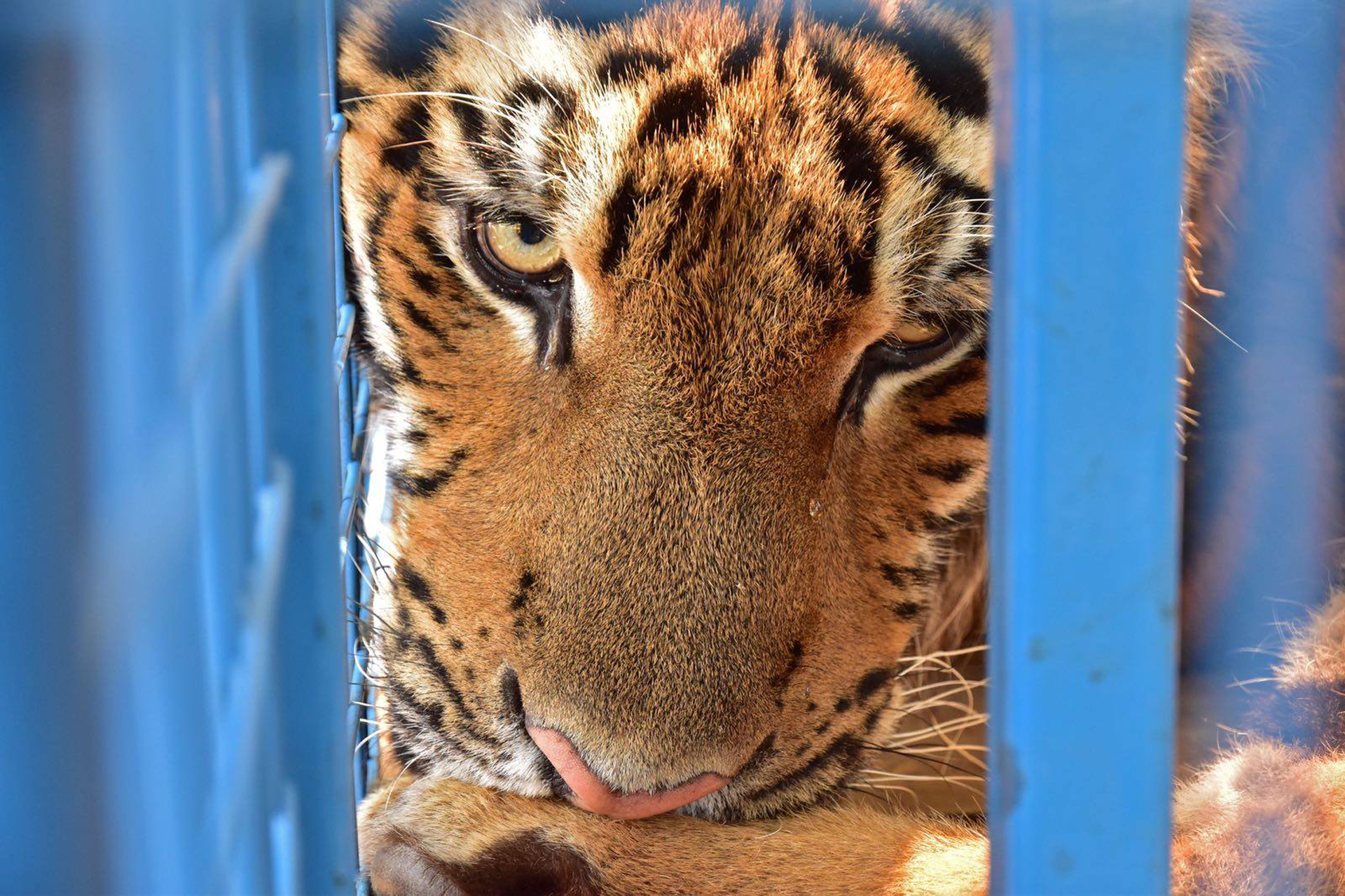 El parque temático “Magic World” en Kafr Naha estaba ubicado a 20 kilómetros al suroeste de la ciudad de Alepo en Siria (Four Paws)