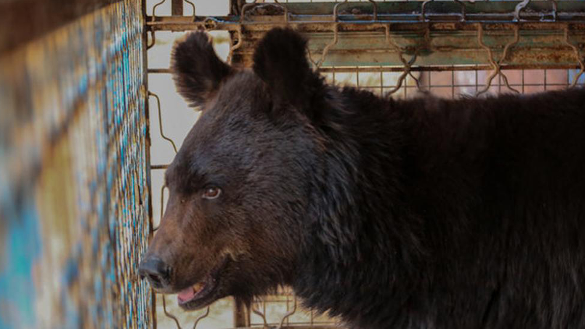 Muchos de los animales se encontraban deshidratados y con graves problemas de salud debido al deterioro de años de abandono (Four Paws)