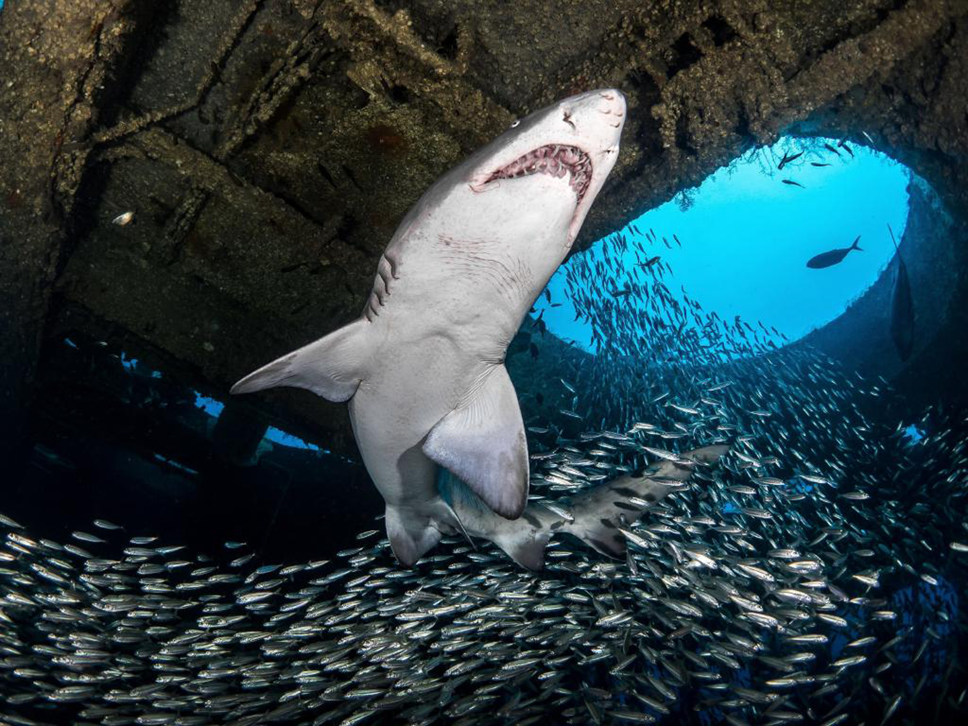 Sus impactantes fotos ya recorren el mundo entero y son más que especiales para quienes aman la vida submarina