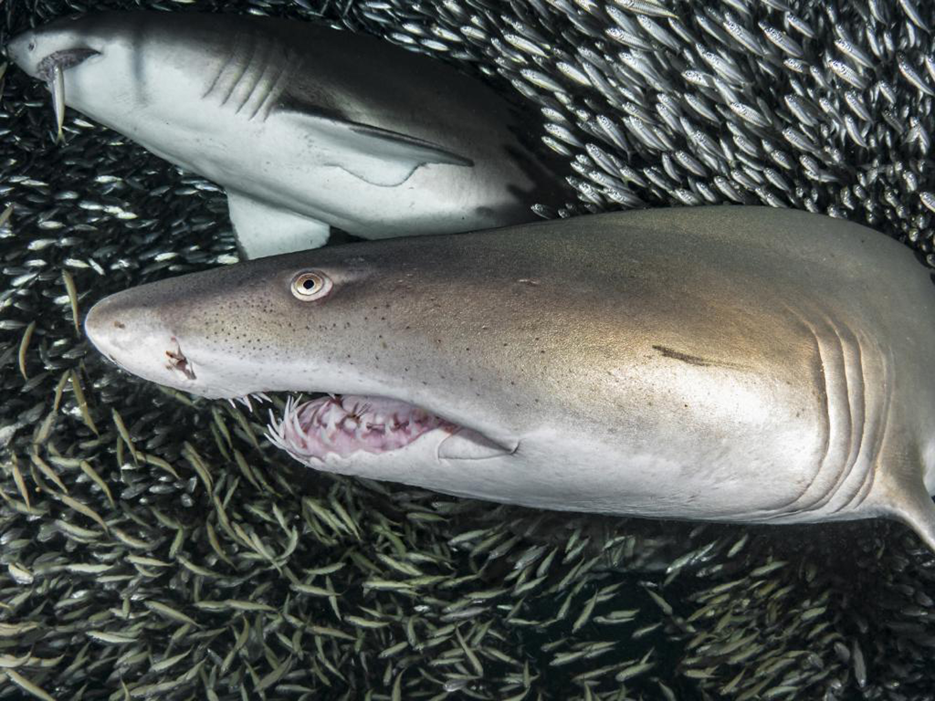 A estos ejemplares se los conoce como tiburones tigres de arena, los cuales sobreviven bajo una dieta basada en peces óseos, otros tiburones y crustáceos