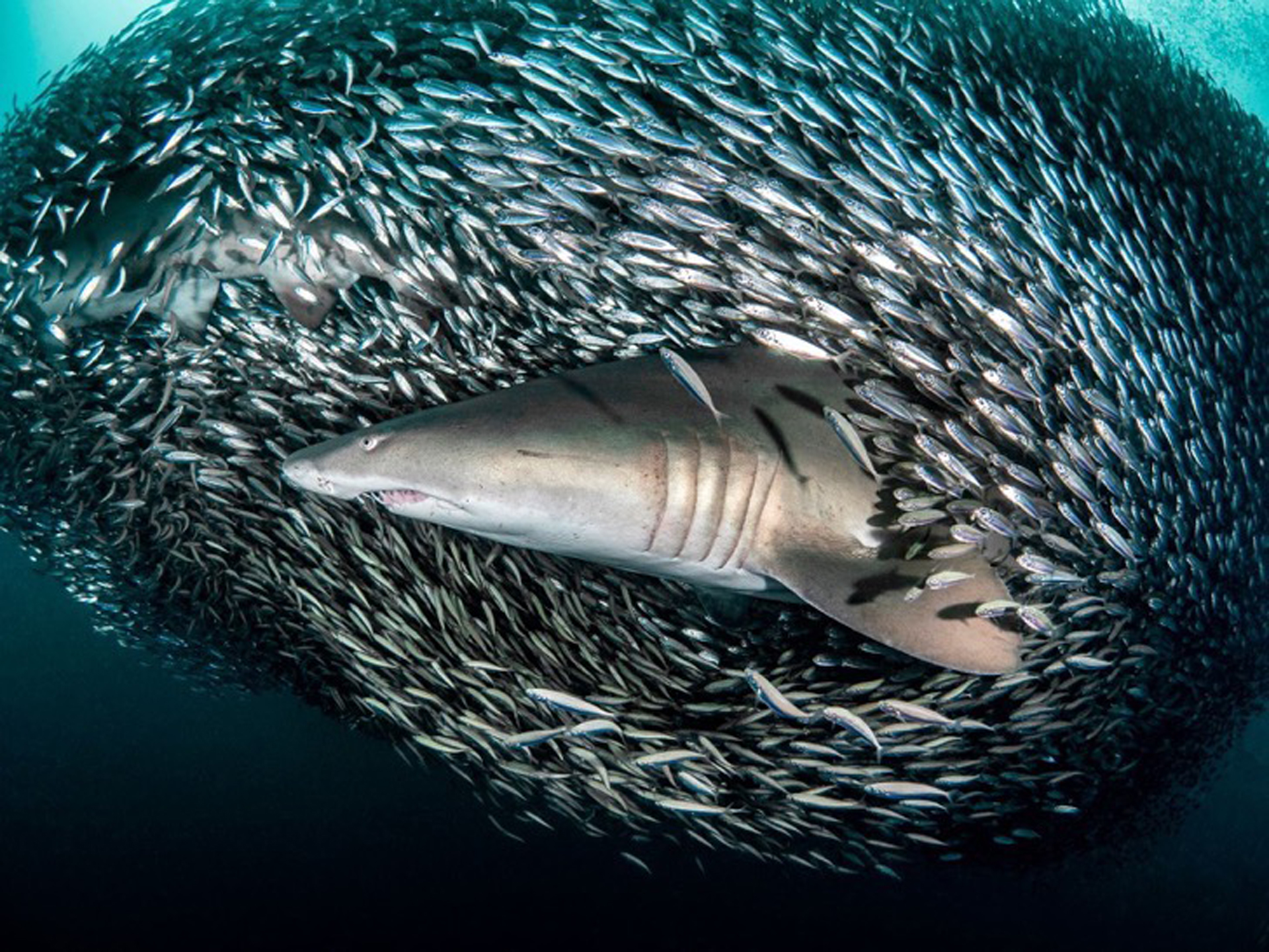 Este accionar no es aleatorio: los peces se agrupan de tal manera y rodean a un depredador como medida defensiva cuando se sienten amenazados. Se trata de un trabajo en conjunto para evitar ser devorados
