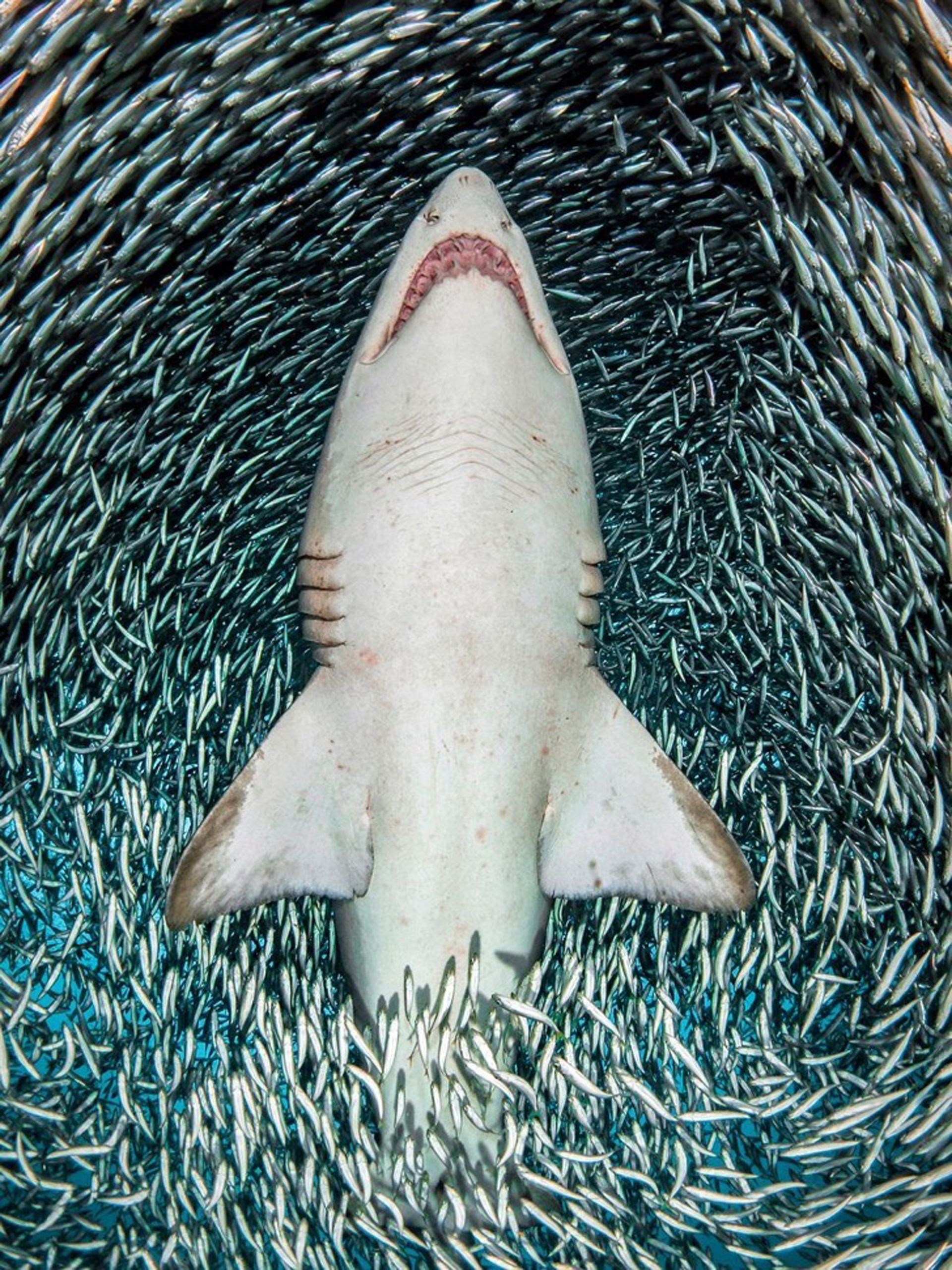 La artista de 44 años, describió varias de de sus impactantes imágenes como “un disparo en un millón”