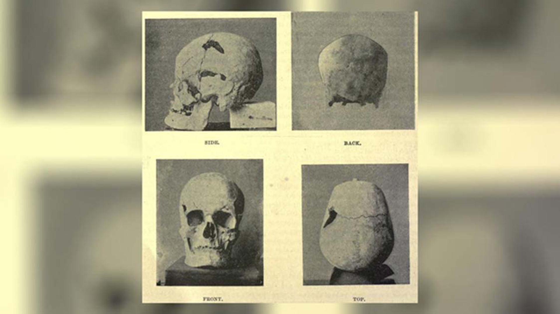 La calavera desproporcionada del emperador, hallada hace más de un siglo, fue el disparador de la investigación