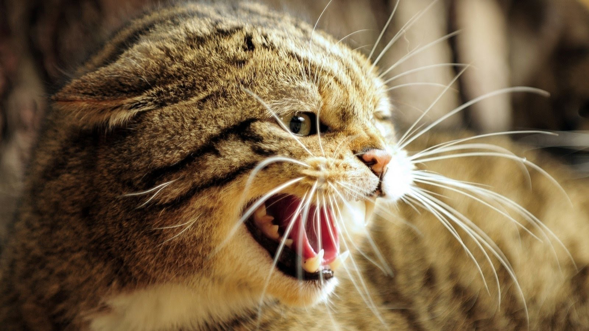 Los gatos se vincularon al mundo de los humanos debido a la aparición de almacenes y asentamientos que atraían a roedores y, por ende, tenían alimento seguro en zonas pobladas