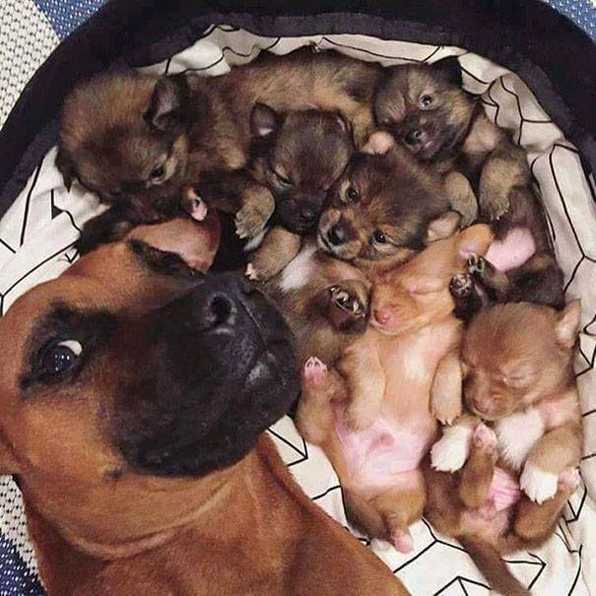 Esta dulce mamá muestra al mundo su camada de cachorros con un semblante orgulloso y simpático a la vez