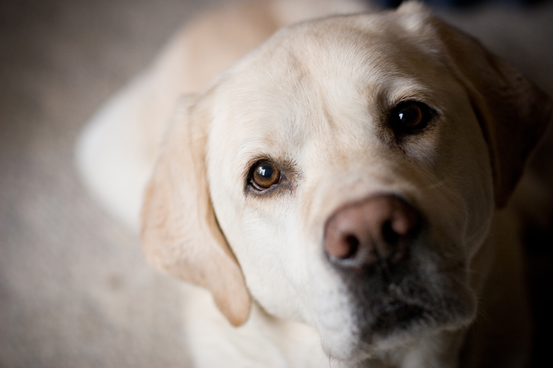 Se observó que el 24% de los perros tenía valores de hematocrito superiores -volumen de glóbulos con relación al total de la sangre- al rango de referencia del laboratorio de patología clínica (iStock)