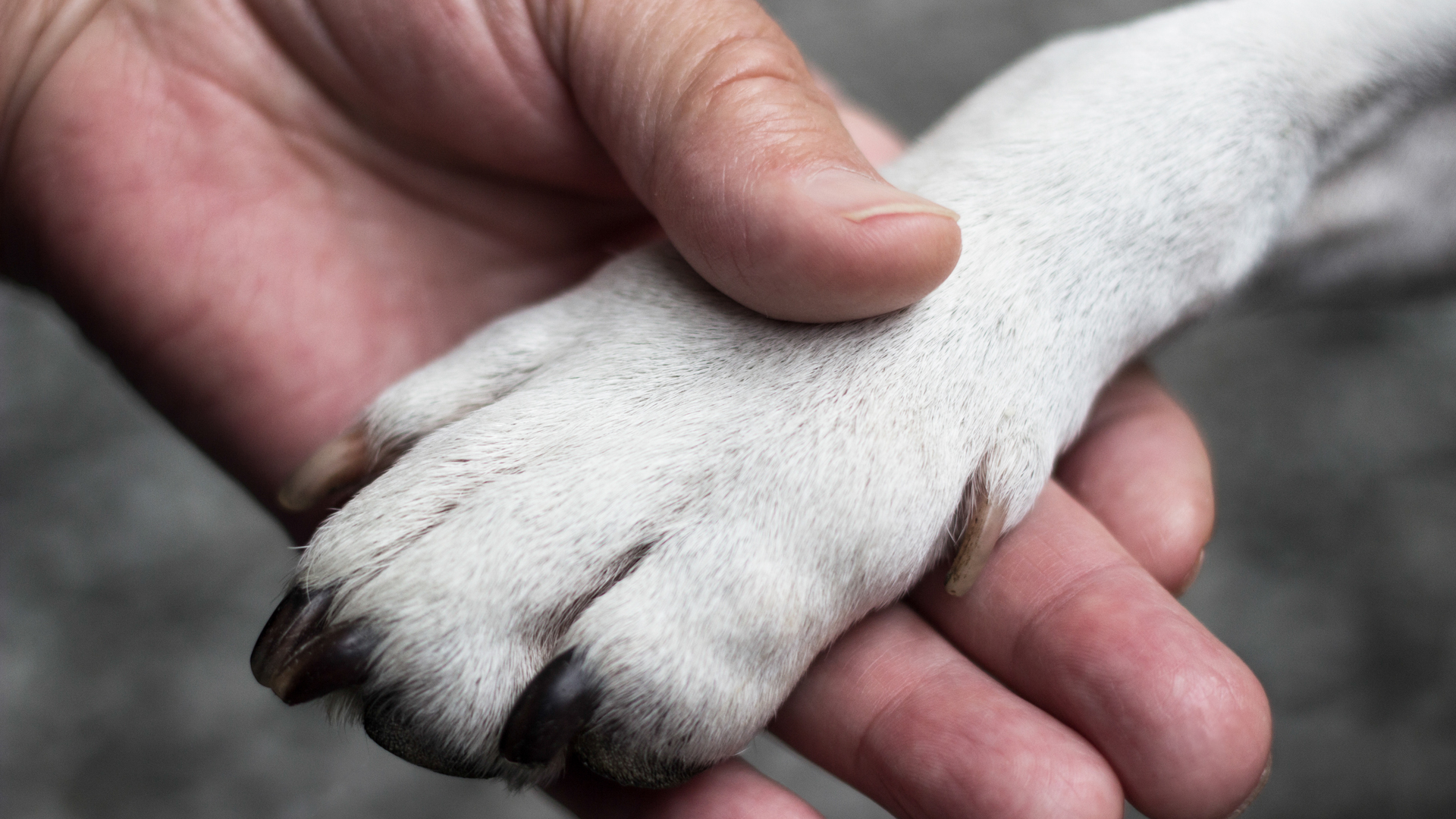 La evolución de esta enfermedad es mucho más rápida en mascotas que en los humanos (iStock)