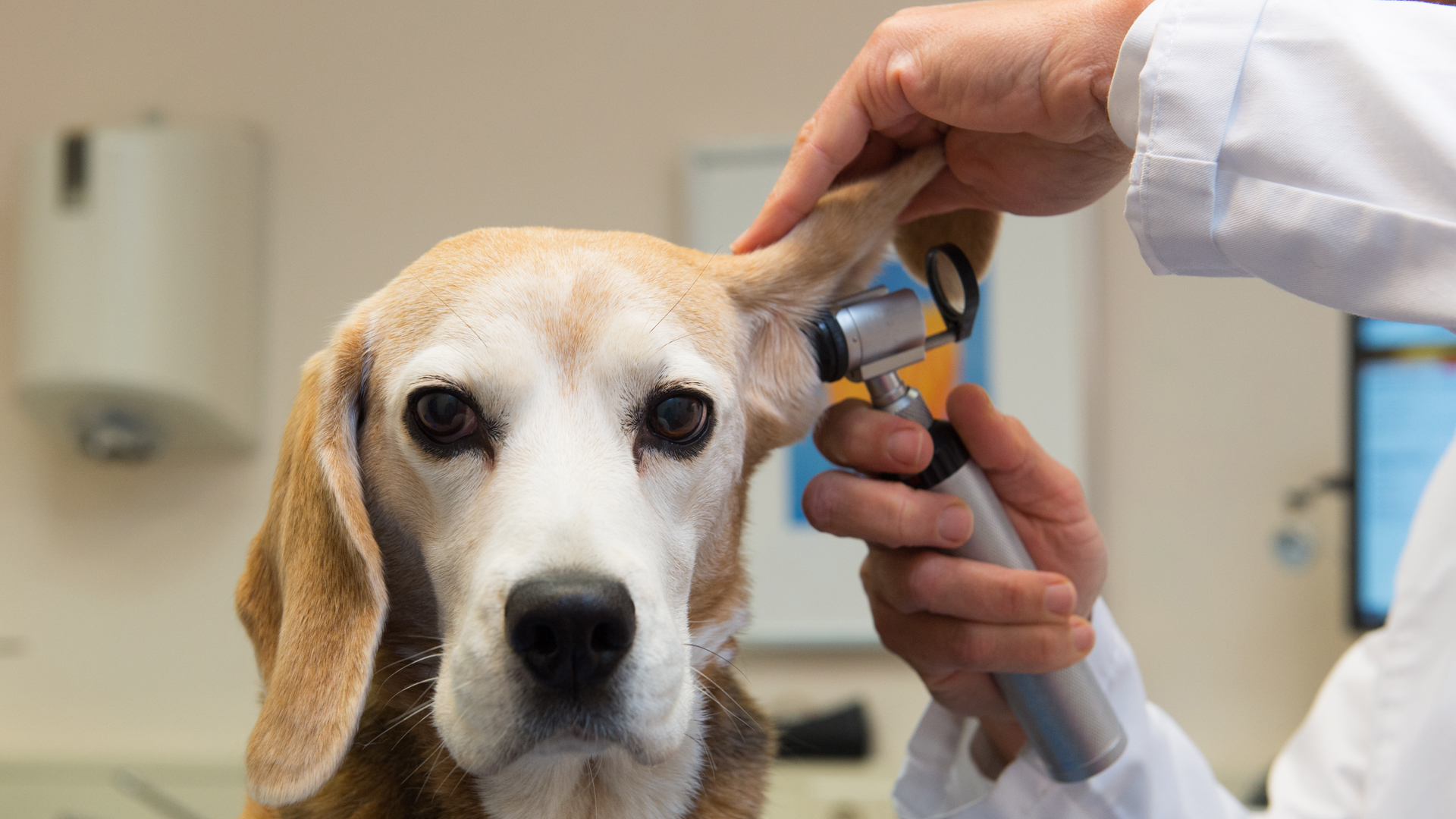 Pese a que no existe cura, la consulta con el veterinario ante los primeros síntomas puede reducir el desarrollo de la enfermedad (iStock)