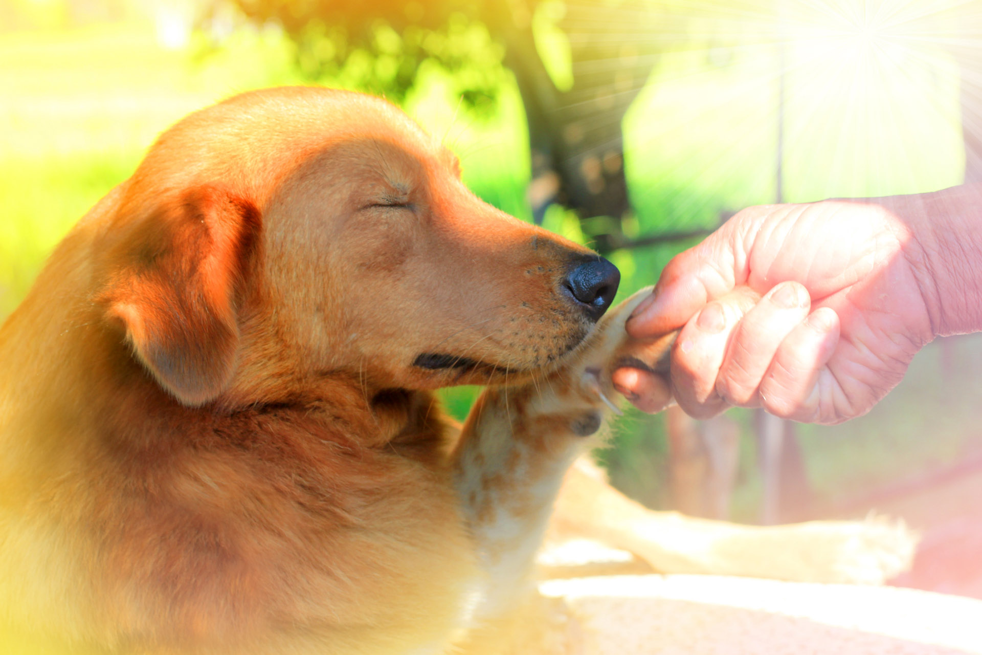 Tener un perro o un gato es una gran responsabilidad, por eso hay que ser conscientes a la hora de adoptar
