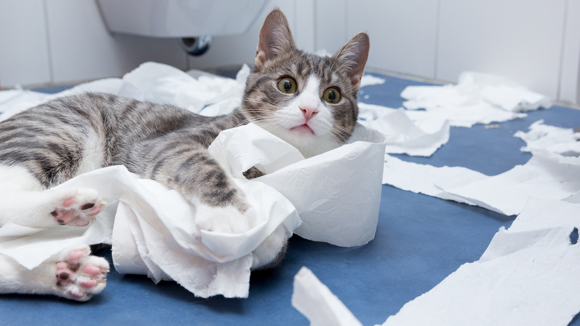 Los animales siempre tienen su propia personalidad y los conflictos pueden surgir cuando de actitudes del hogar se trata (iStock)