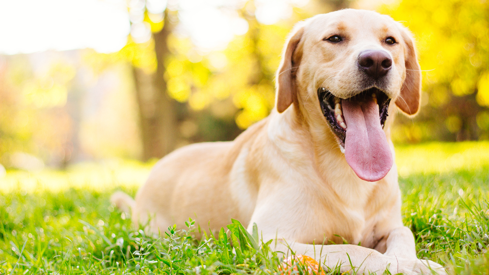 Vacaciones para los dueños y para las mascotas, esa es la consigna principal de estos nuevo servicios emergentes en el mercado mascotero (iStock)