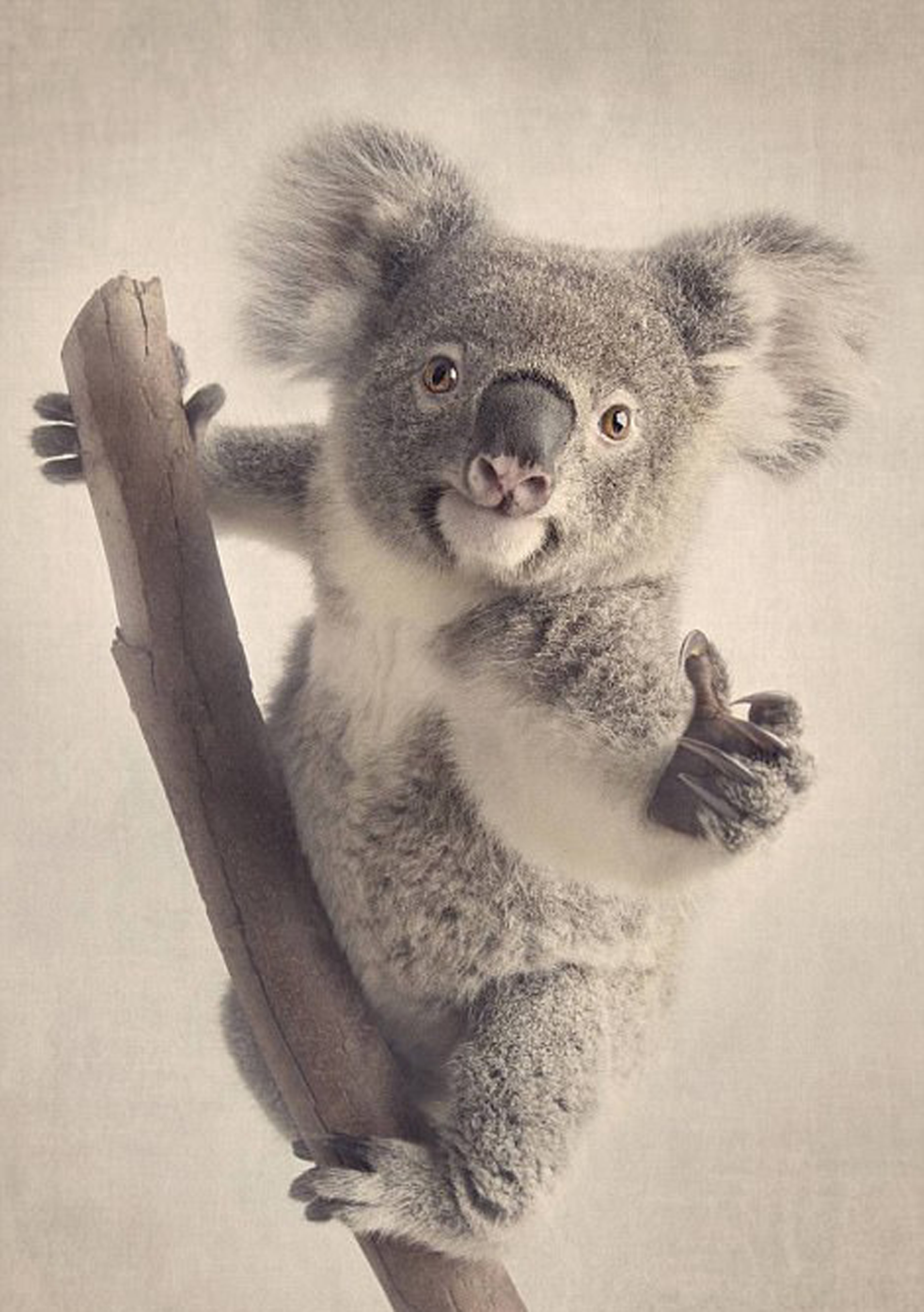 La premiación australiana de fotografía es conocida mundialmente, ya que es la única en Australia en tener la terna de animales (Ken Drake)