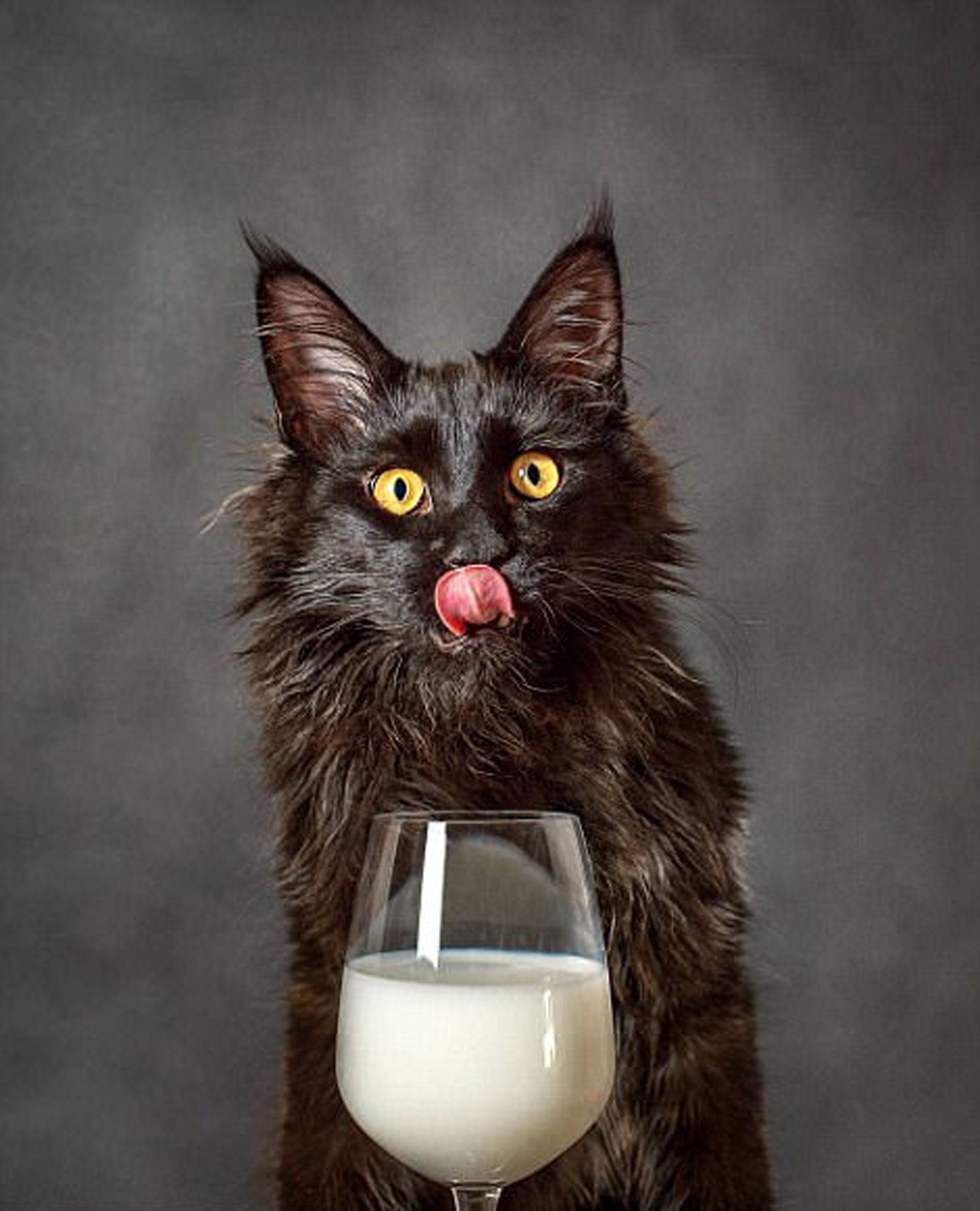 Muchas de las fotos retratan momentos típicos de las mascotas como alimentación. “Está en cada uno de los expertos saber mostrar otra faceta de una rutina del animal”, afirmó el presidente de APPA a un medio local (Jennifer Bourne)