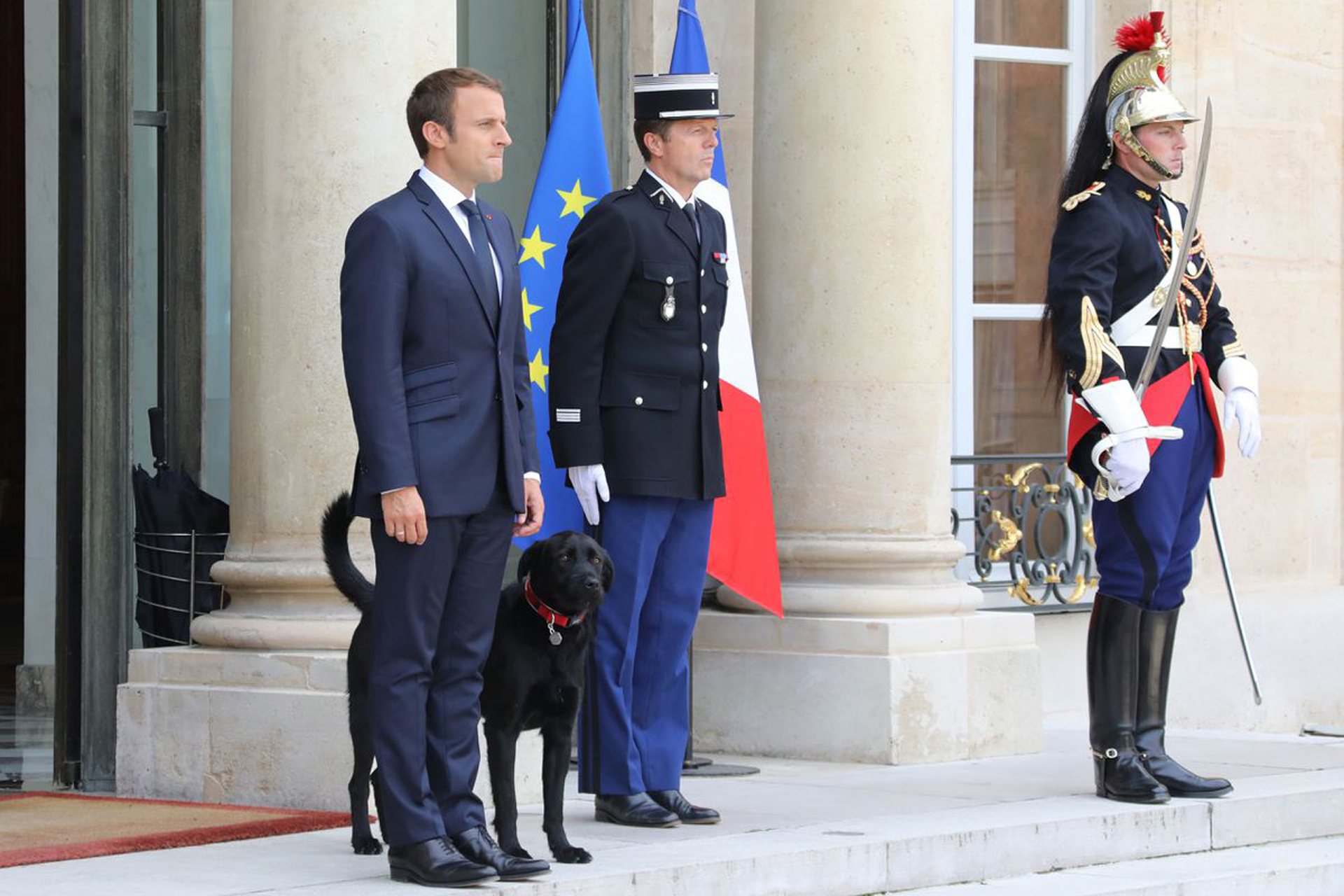 Se trata de un labrador negro cruzado con grifón de casi dos años de edad