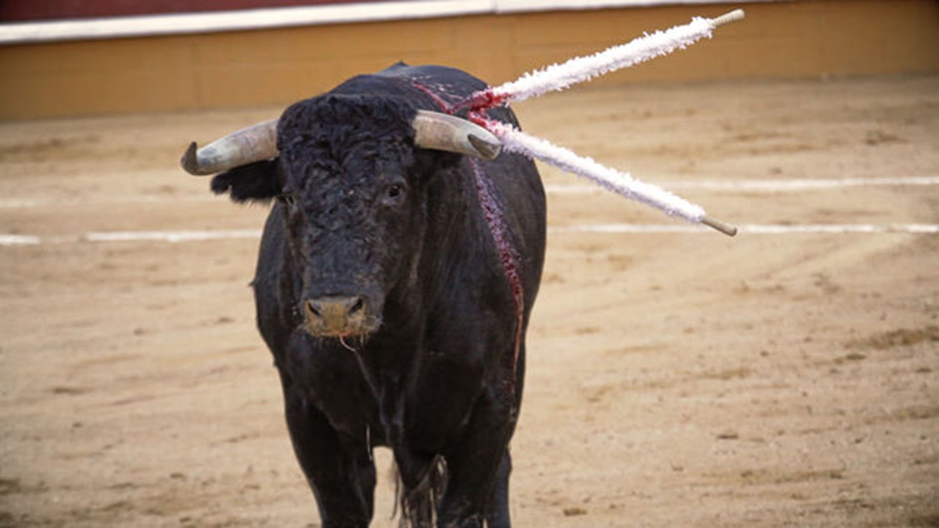 Tauromaquia: "Cómo puede ser que en el 2017 haya un festejo basado en  hacerle daño y quitarle la vida a un ser sintiente" - Infobae